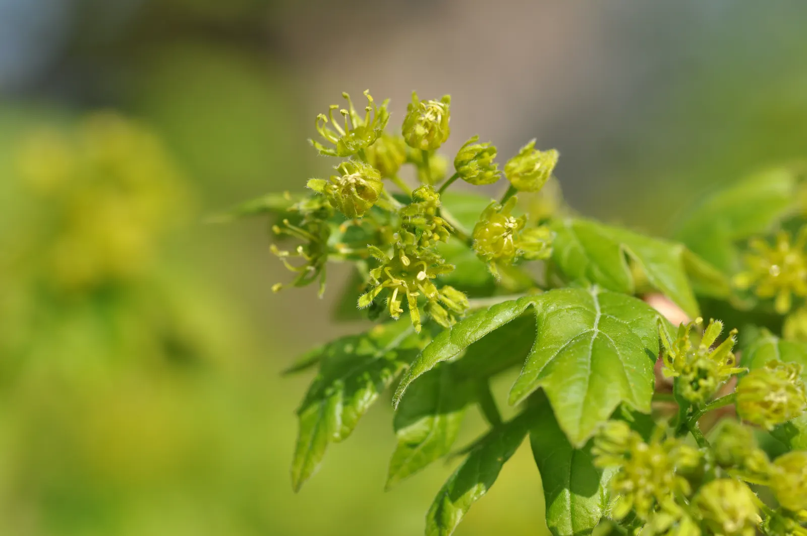Hedge Maple (Acer Campestre) — Adaptable to various soils; full sun to partial shade; hedge Maple (Acer campestre) is a resilient deciduous tree, image 100