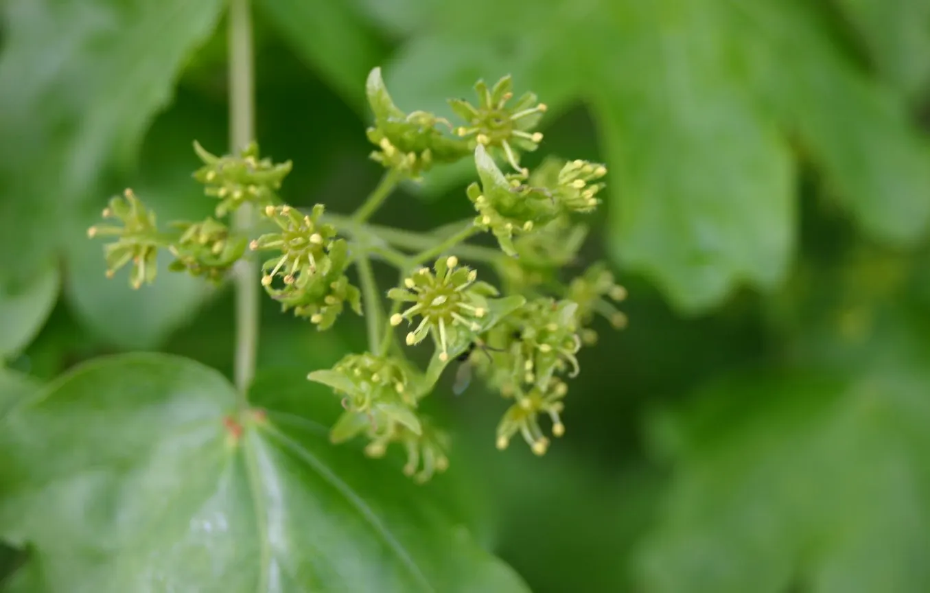 Hedge Maple (Acer Campestre) — the Hedge Maple offers landscape designers a plant that promises an aesthetic appeal with minimal upkeep; adding, image 92