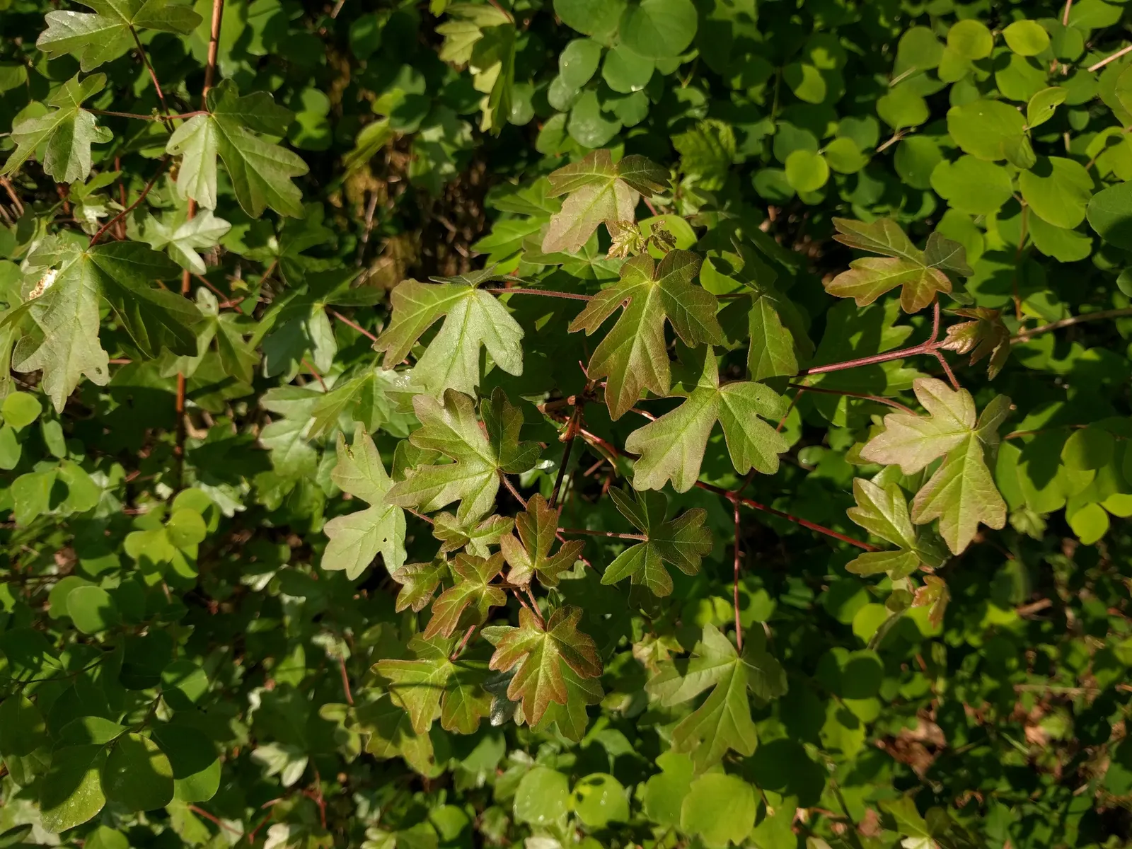 Hedge Maple (Acer Campestre) — green and yellow flowers in the garden; is a versatile and resilient deciduous tree, image 70