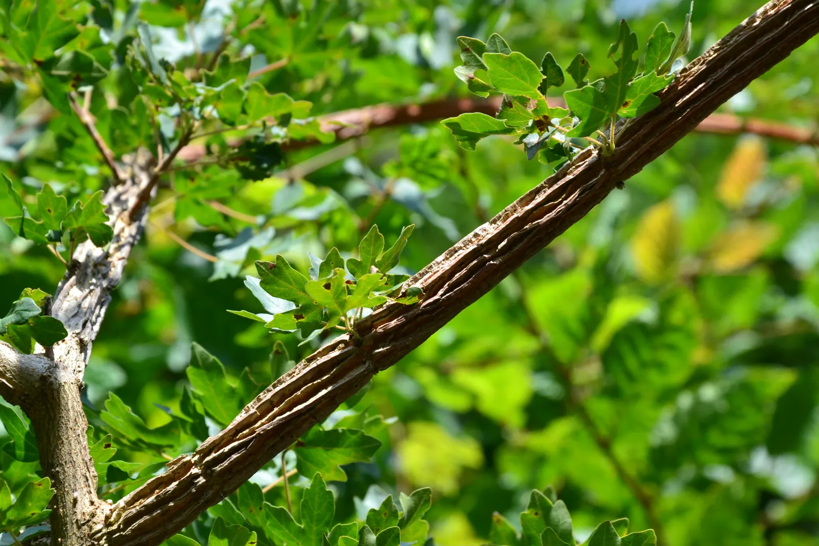 Hedge Maple (Acer Campestre) — rounded crown make it ideally suited for use as a screen or hedge; transitioning to a charming yellow in the fall, image 85