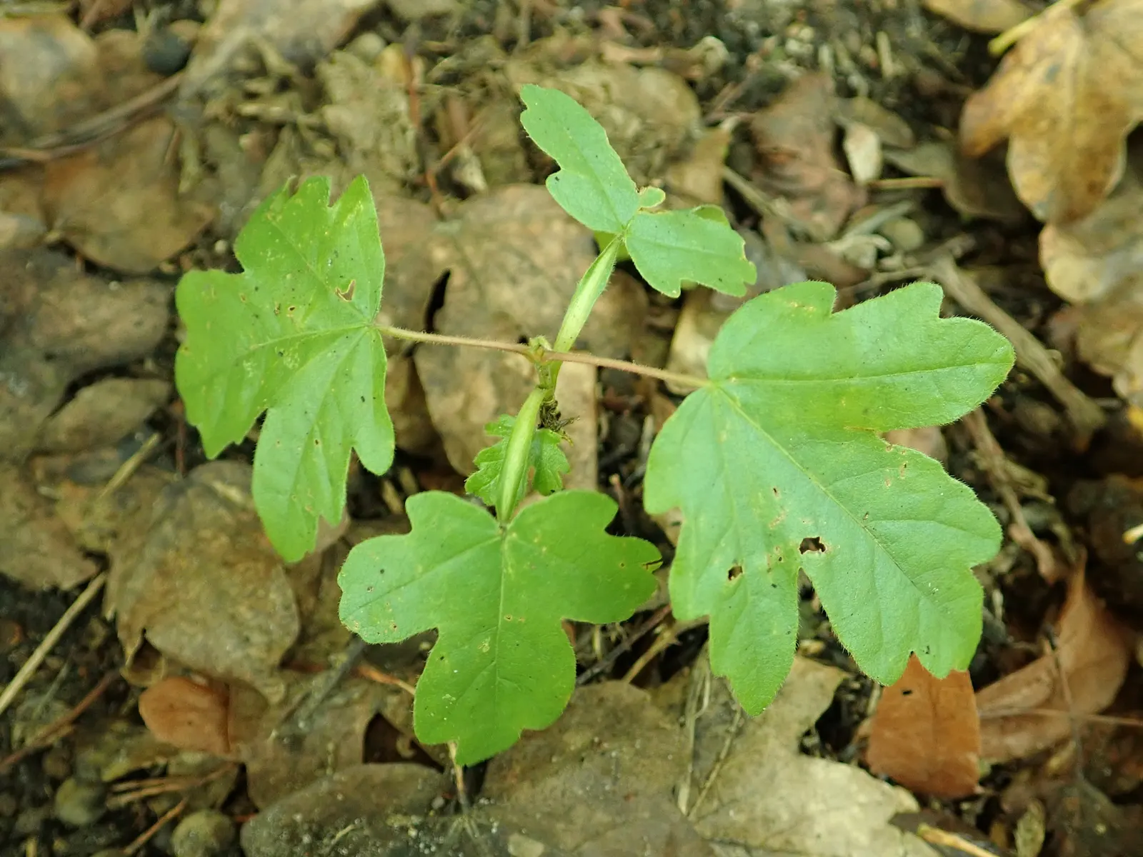Hedge Maple (Acer Campestre) — the Hedge Maple offers landscape designers a plant that promises an aesthetic appeal with minimal upkeep; adding seasonal