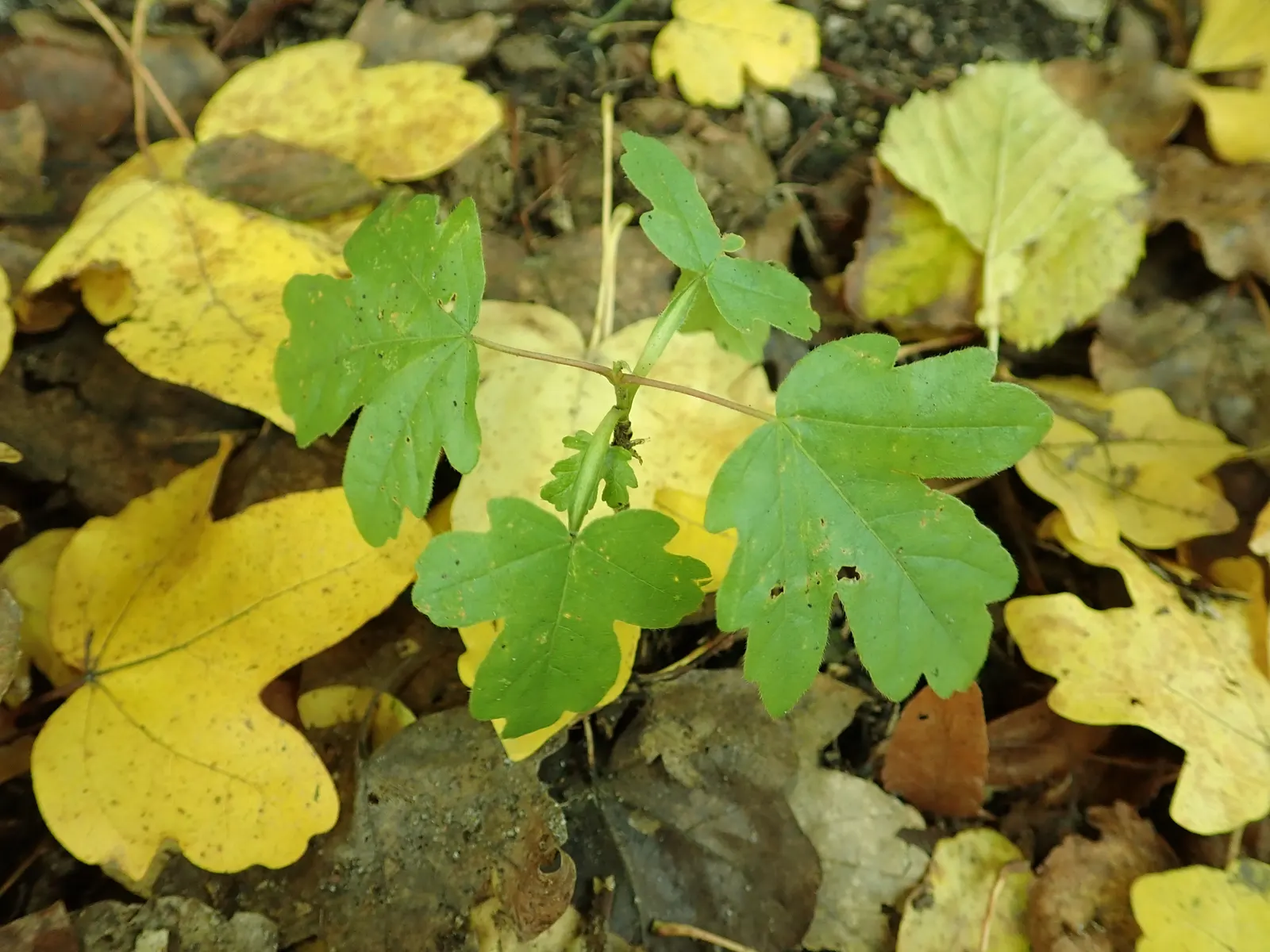 Hedge Maple (Acer Campestre) — is a versatile and resilient deciduous tree; green and yellow flowers in the garden, image 55