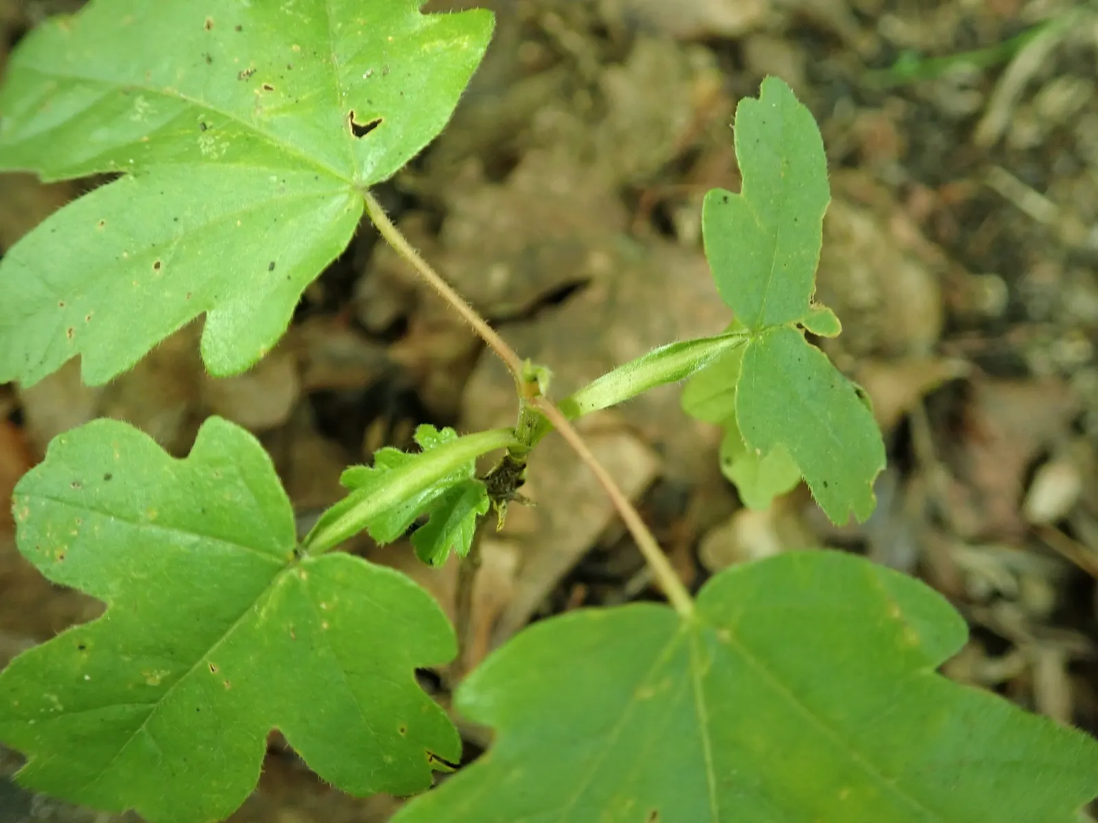 Hedge Maple (Acer Campestre) — adapting well to a wide range of soil conditions; perfect for urban areas due to its compact size and pollution, image 83