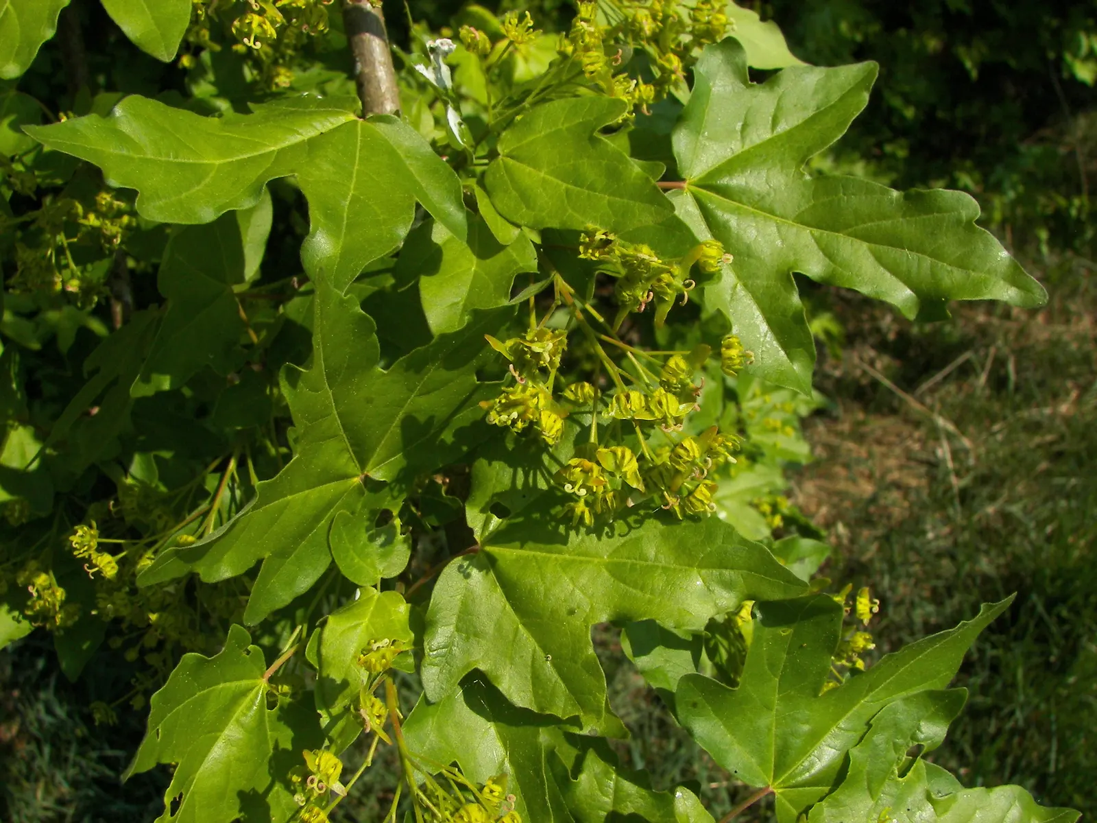 Hedge Maple (Acer Campestre) — as the common name suggests