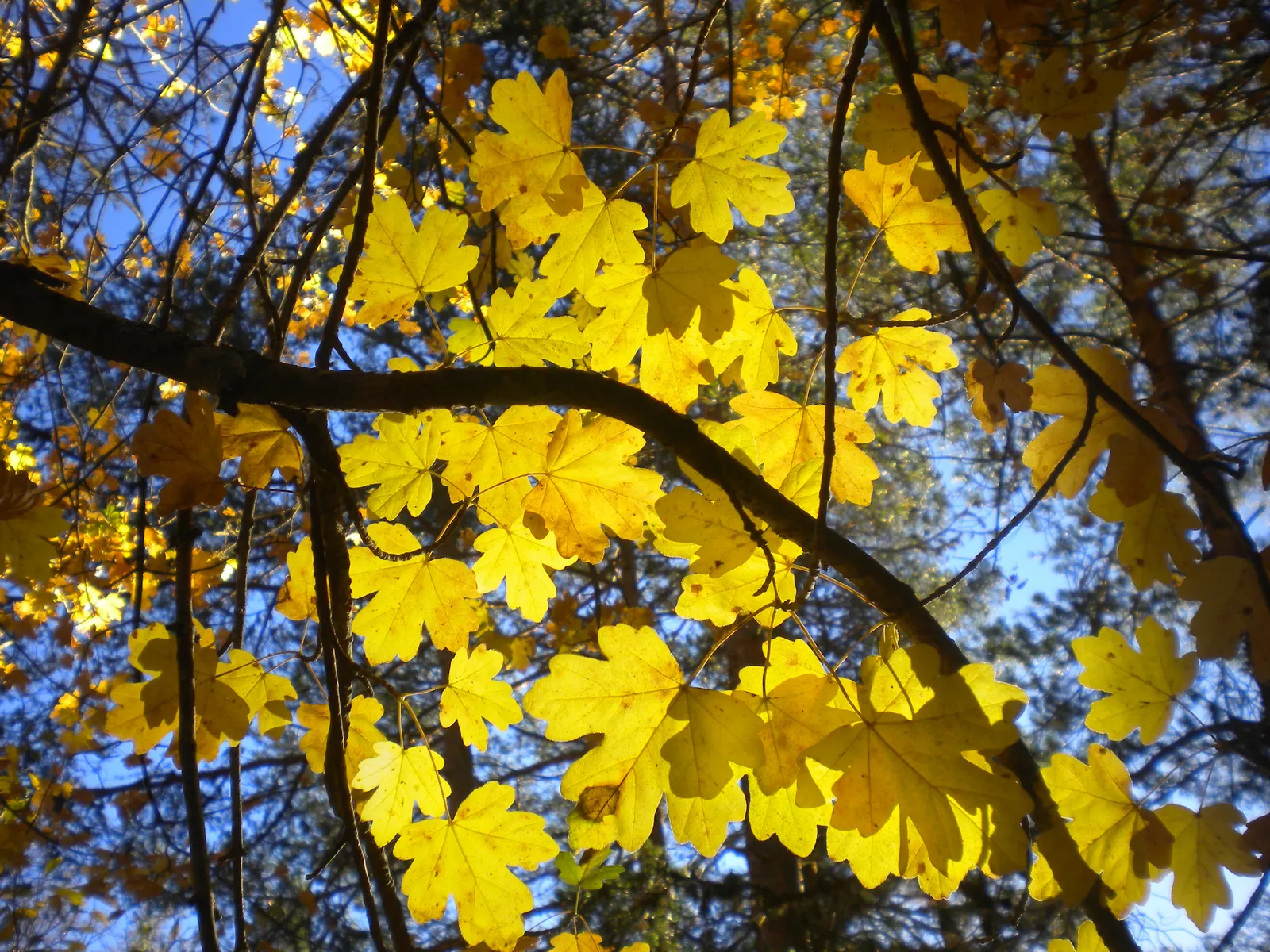 Hedge Maple (Acer Campestre) — the Hedge Maple's compact stature and dense; native to Europe and western Asia, image 84