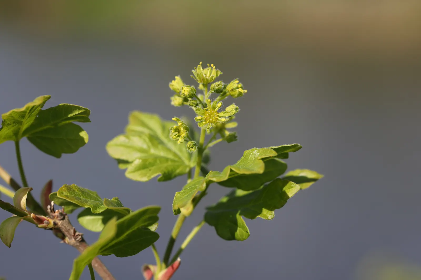 Hedge Maple (Acer Campestre) — which display a vibrant green in the growing season