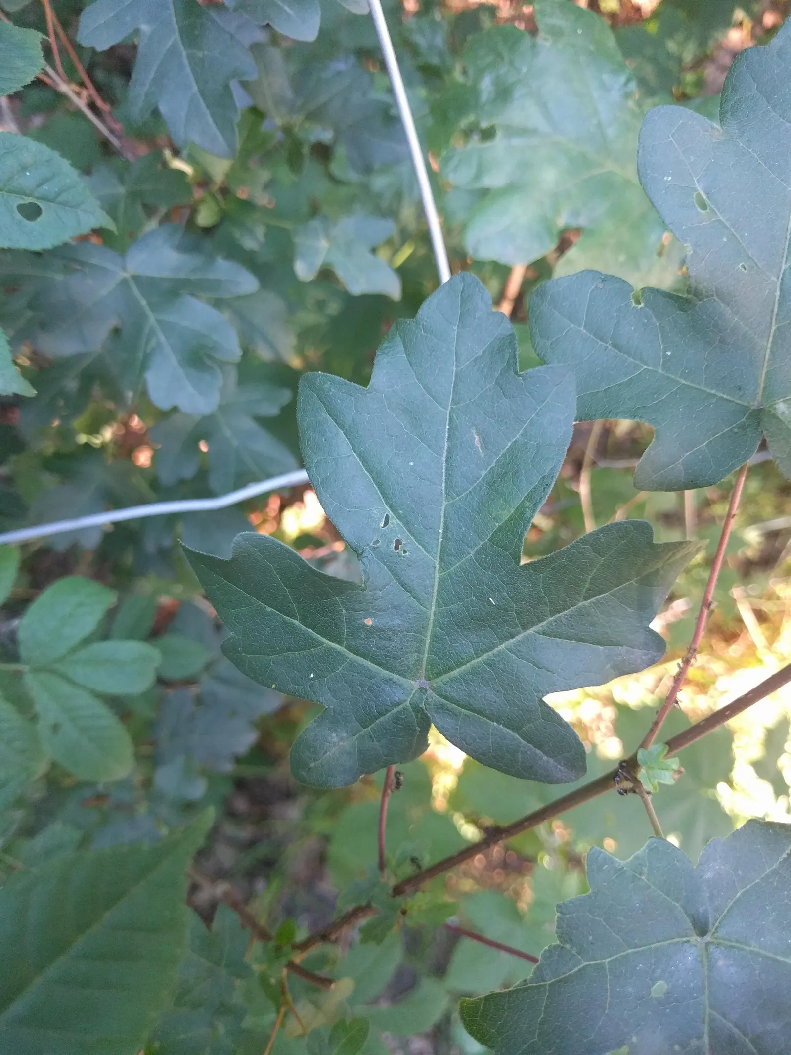 Hedge Maple (Acer Campestre) — Featuring dense, rounded canopy with small, three- to five-lobed green foliage turning yellow in fall; the Acer, image 99