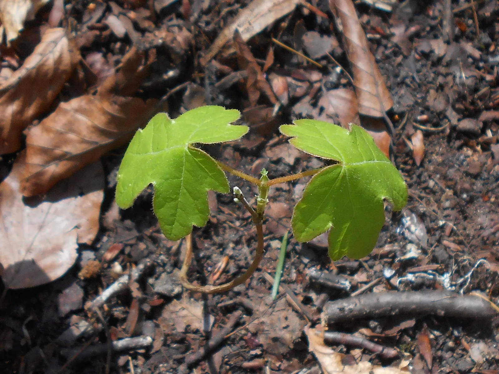 Hedge Maple (Acer Campestre) — Its relatively slow growth rate translates to less frequent trimming as compared to other hedge plants; this hardy, image 91