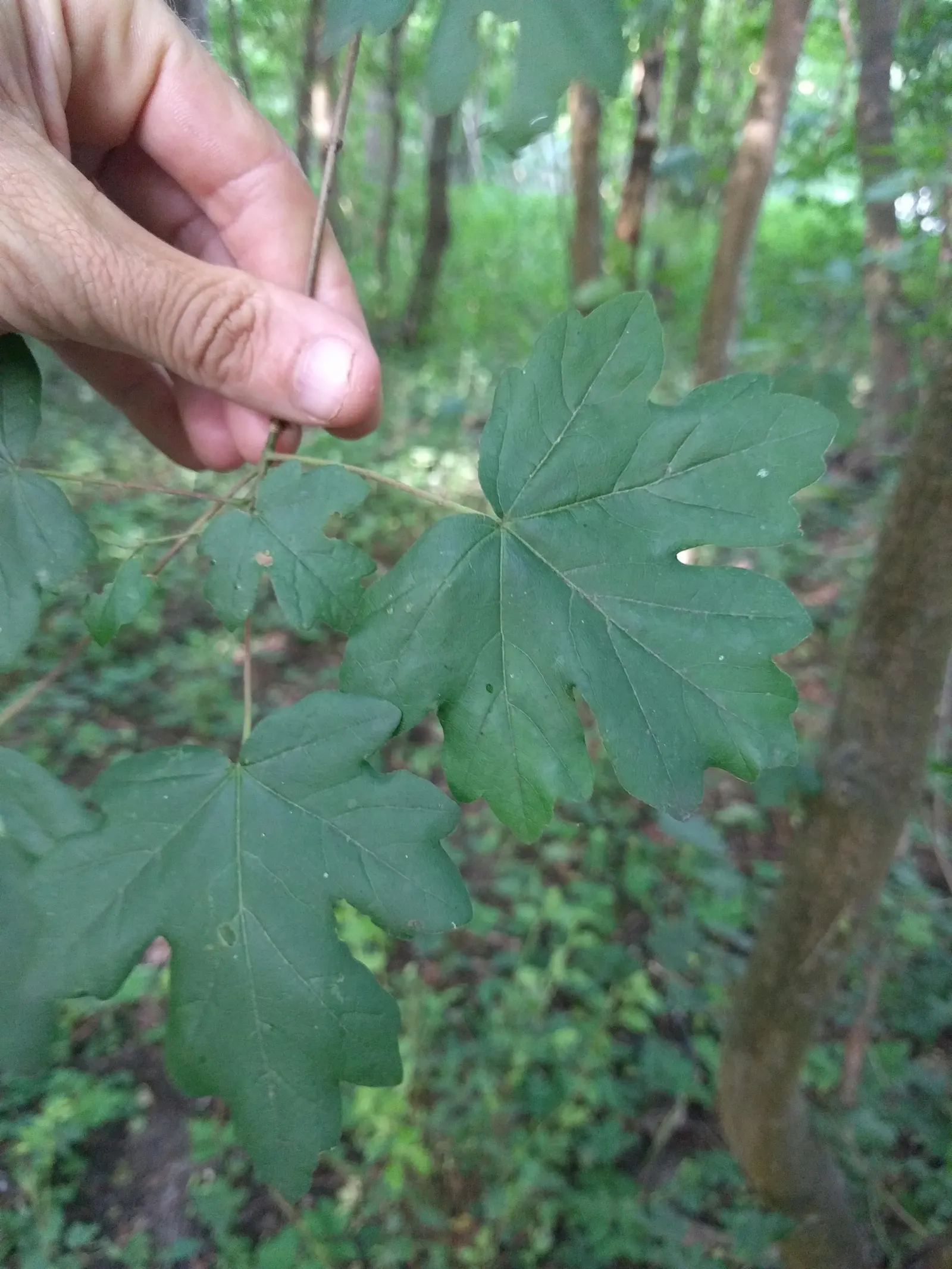 Hedge Maple (Acer Campestre) — adapting well to a wide range of soil conditions; perfect for urban areas due to its compact size and pollution, image 59
