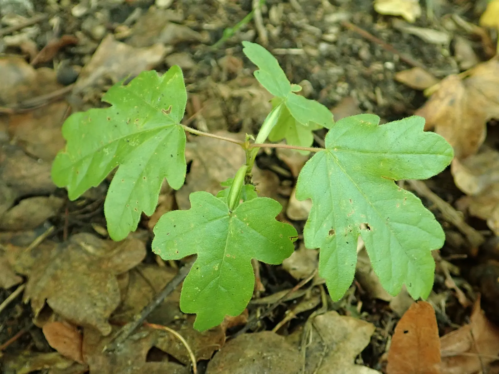 Hedge Maple (Acer Campestre) — tree with green and yellow blooms; as the common name suggests, image 95