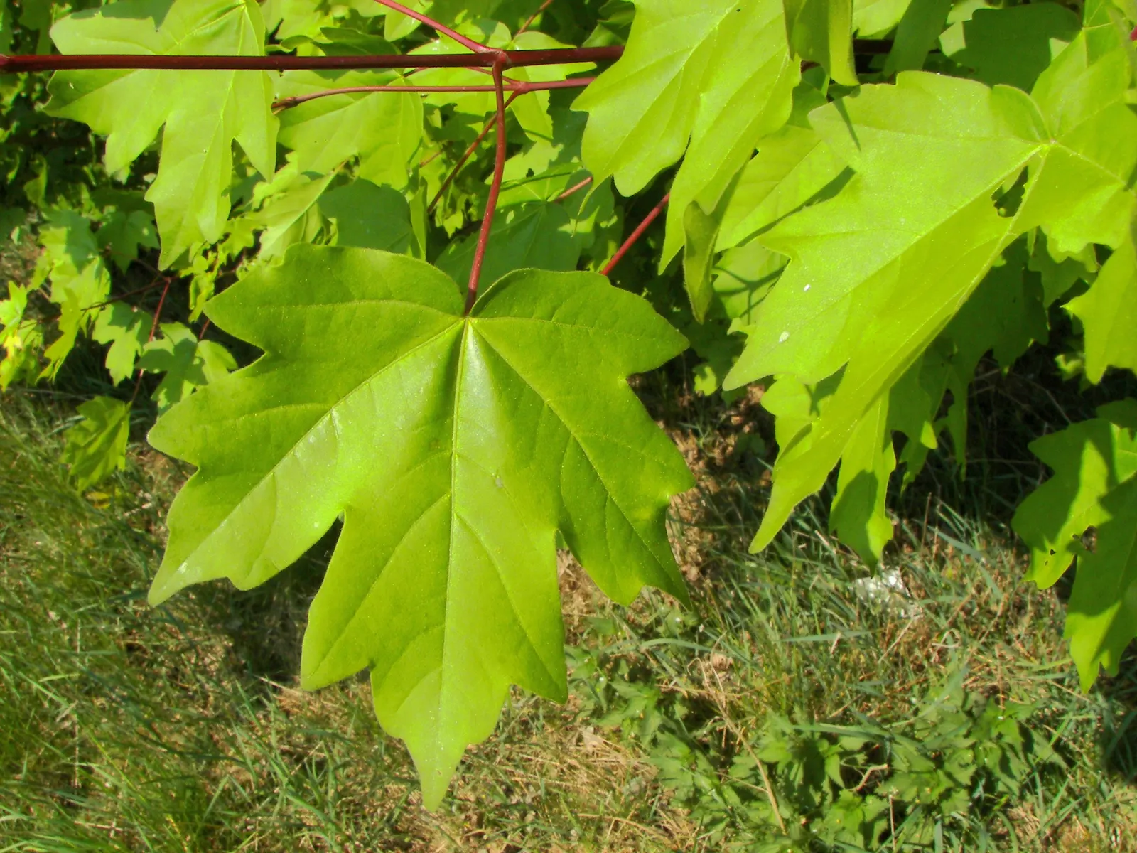 Hedge Maple (Acer Campestre) — which display a vibrant green in the growing season; scientifically recognized as Acer campestre, image 63