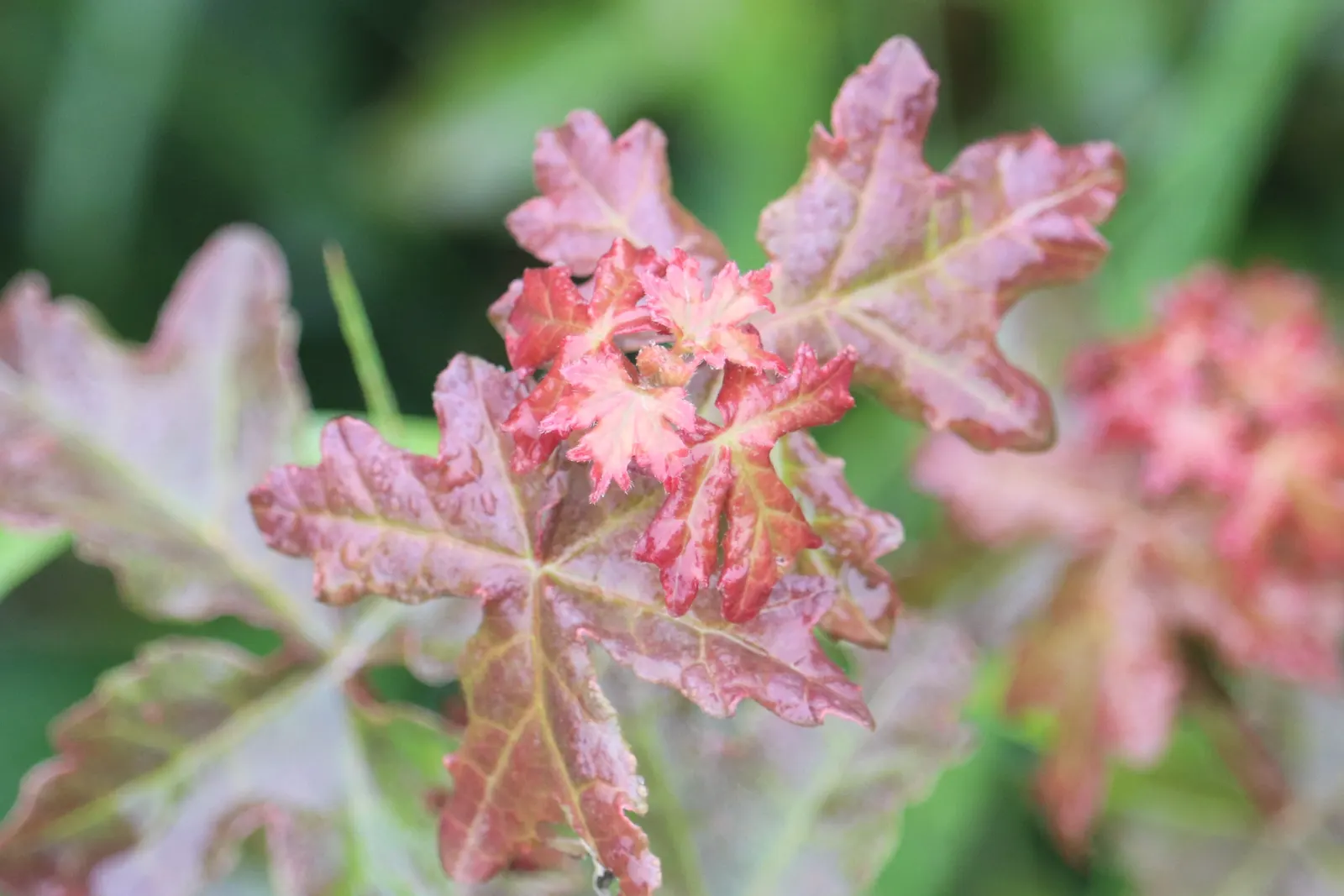 Hedge Maple (Acer Campestre) — which display a vibrant green in the growing season; scientifically recognized as Acer campestre, image 87