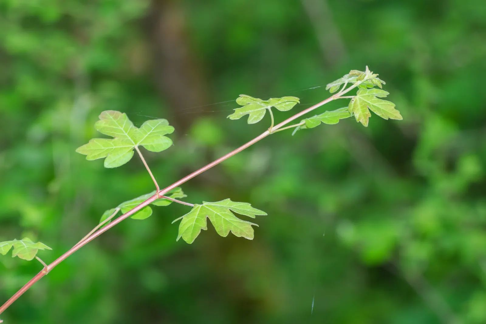 Hedge Maple (Acer Campestre) — adding seasonal interest to the landscape.<br><br>Of low maintenance; the Hedge Maple offers landscape designers a, image 113