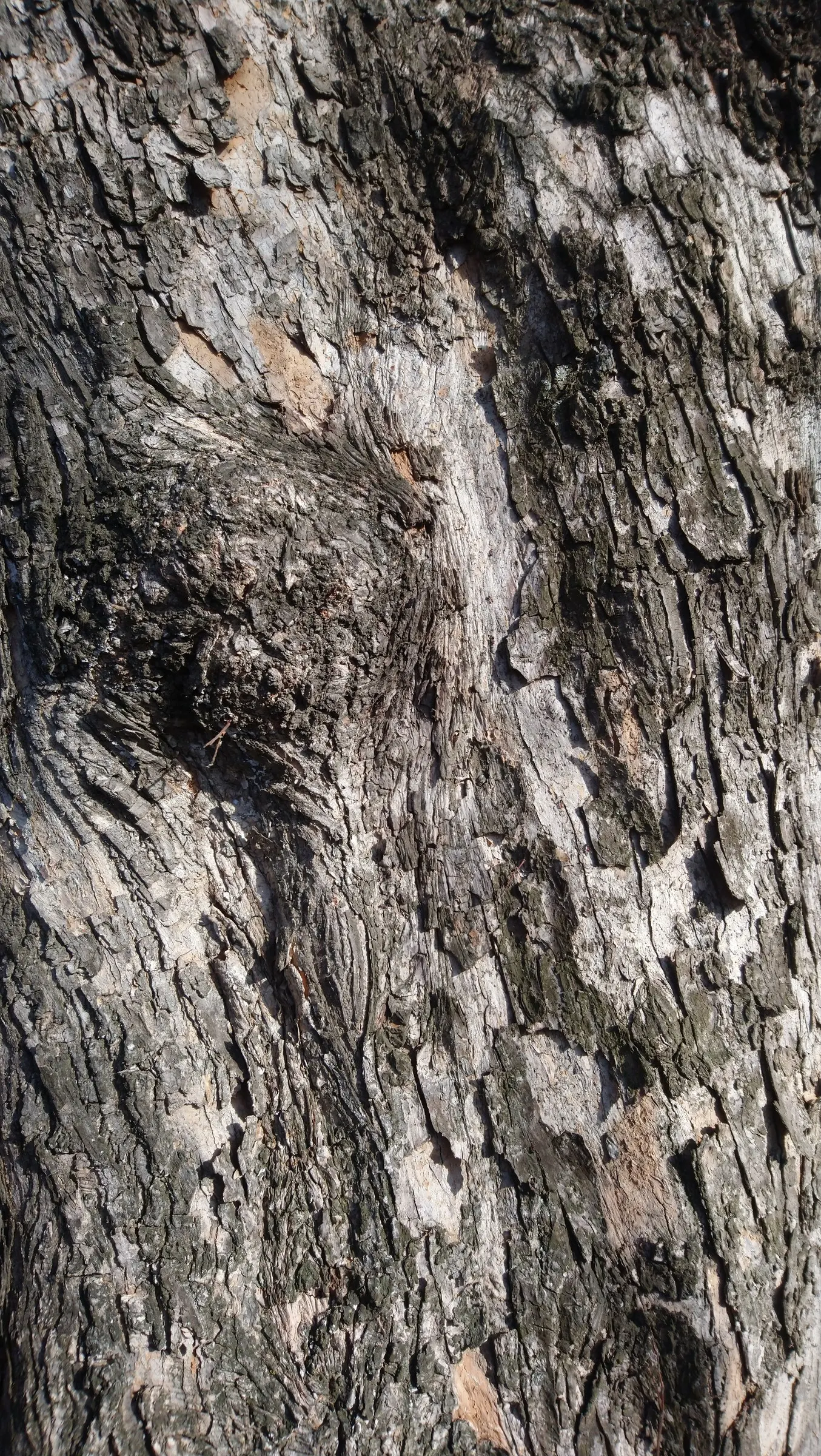 Hedge Maple (Acer Campestre) — is a versatile and resilient deciduous tree