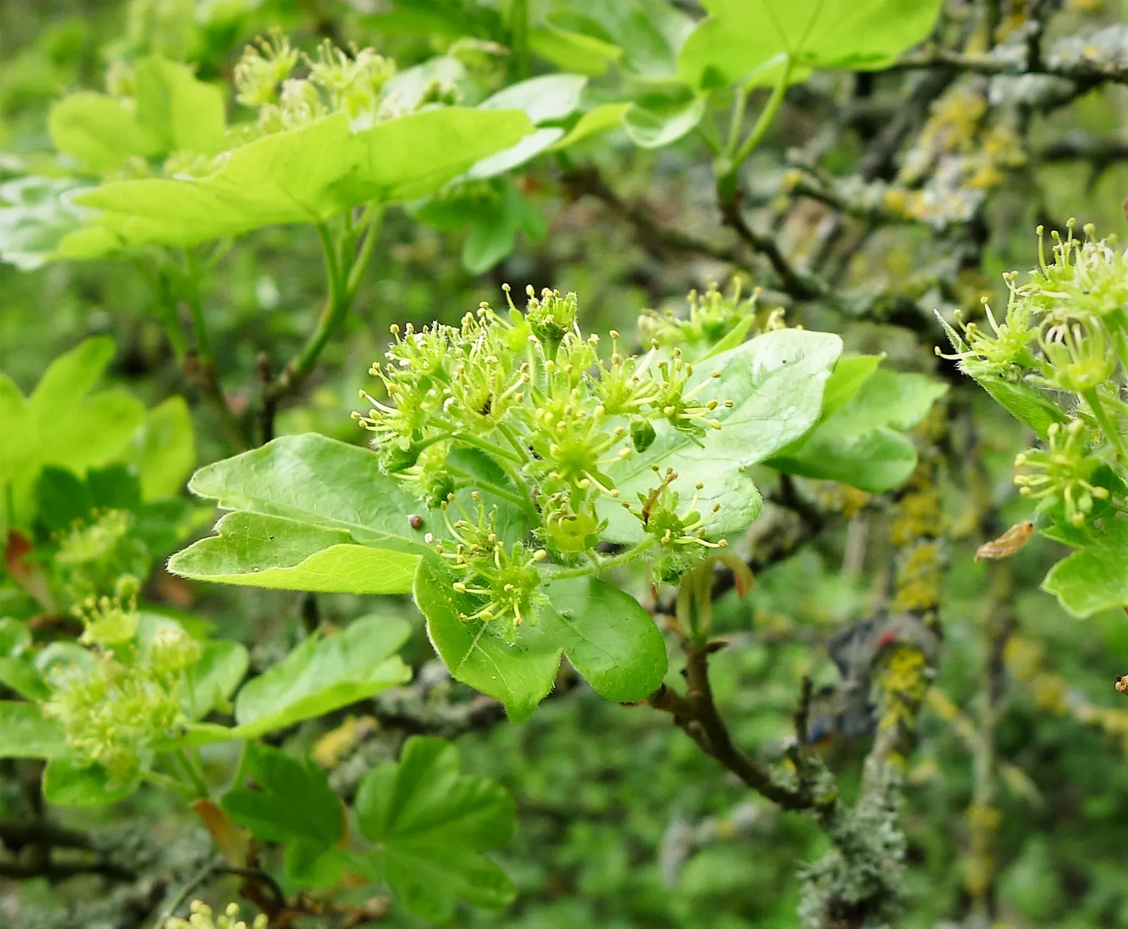 Hedge Maple (Acer Campestre) — the Acer campestre handles pruning well; featuring dense, rounded canopy with small, three- to five-lobed green, image 66
