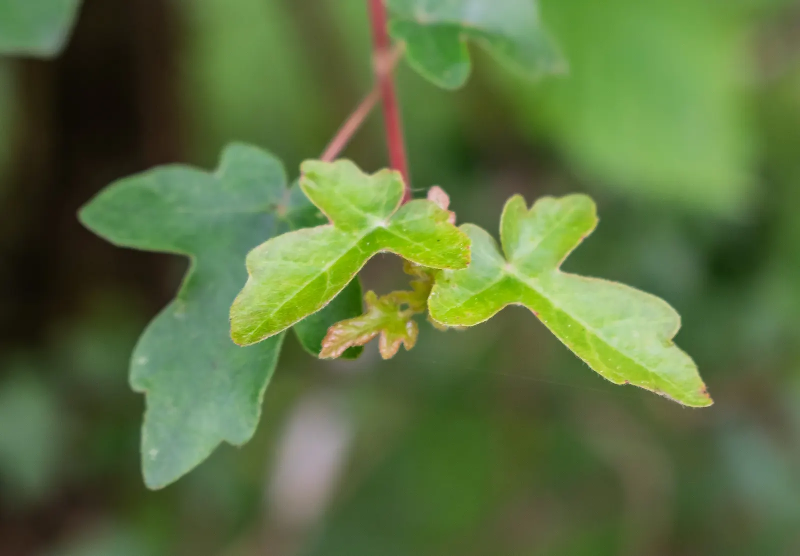 Hedge Maple (Acer Campestre) — Featuring dense, rounded canopy with small, three- to five-lobed green foliage turning yellow in fall; the Acer, image 75