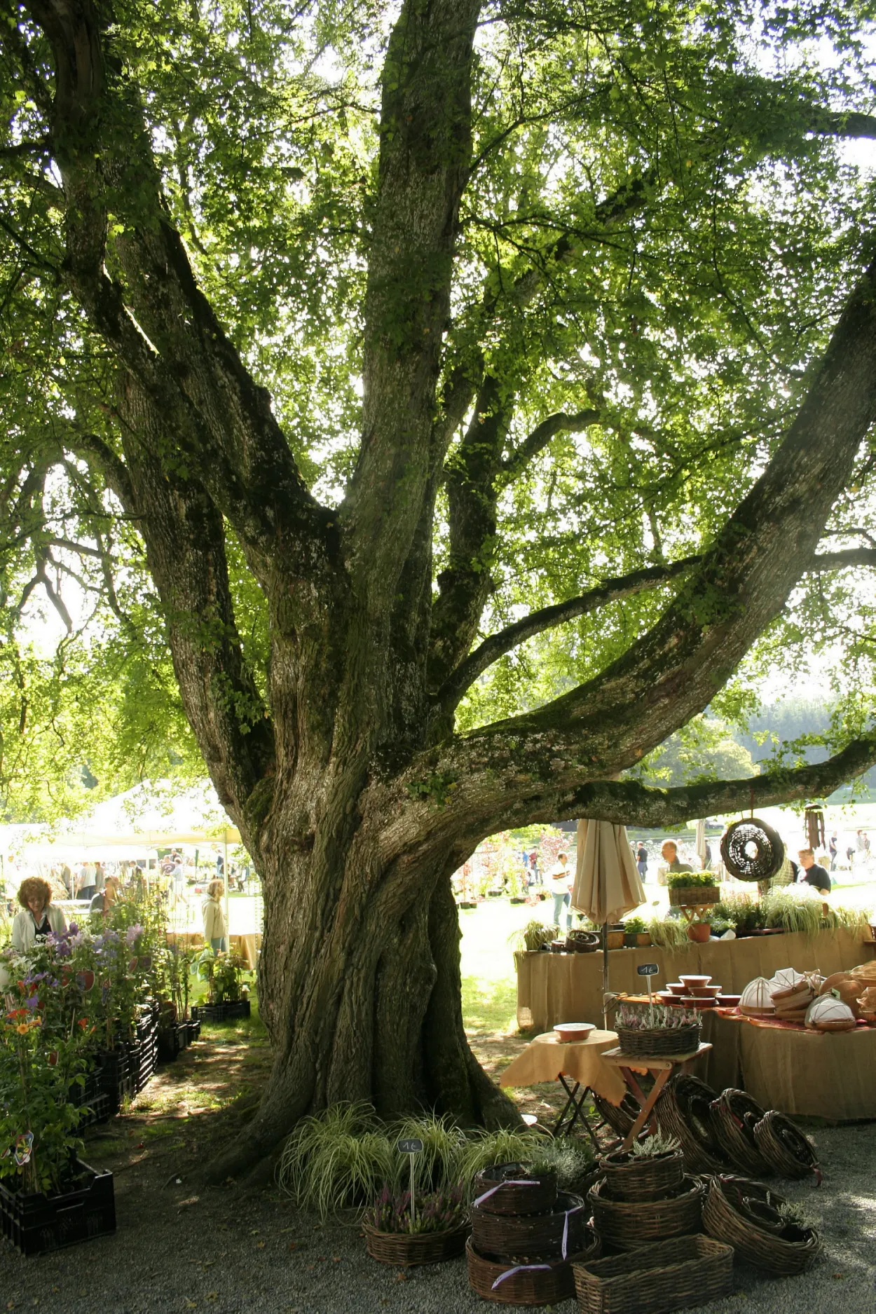 Hedge Maple (Acer Campestre) — the Acer campestre handles pruning well; featuring dense, rounded canopy with small, three- to five-lobed green, image 114