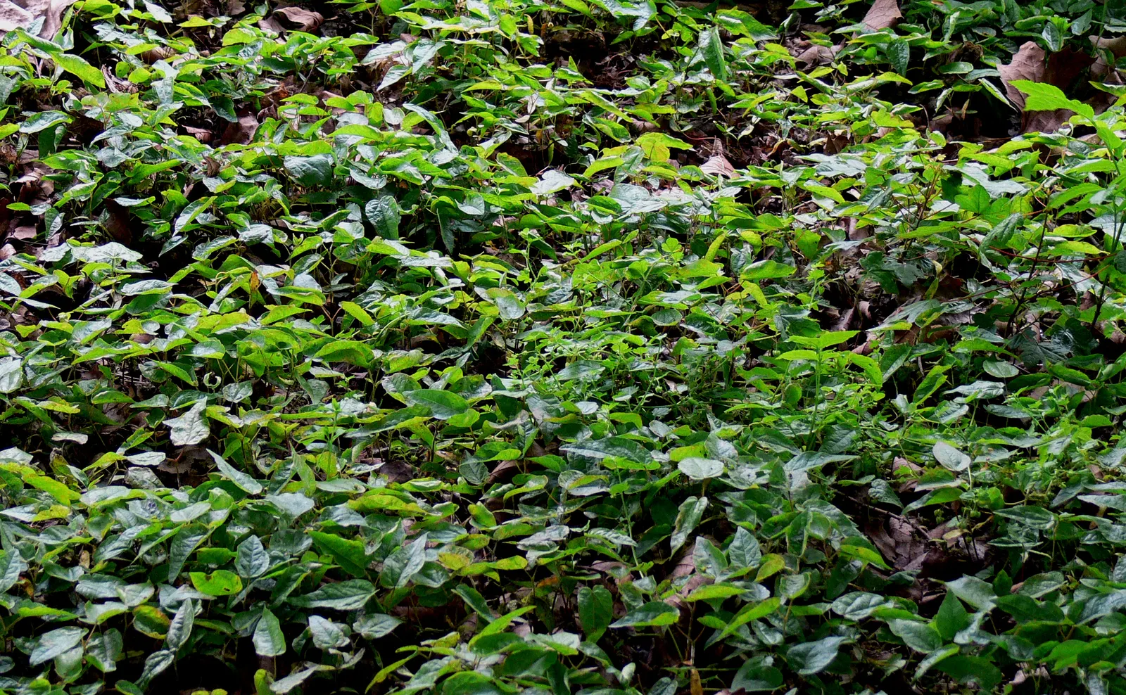 Hedge Maple (Acer Campestre) — adapting well to a wide range of soil conditions; perfect for urban areas due to its compact size and pollution, image 107