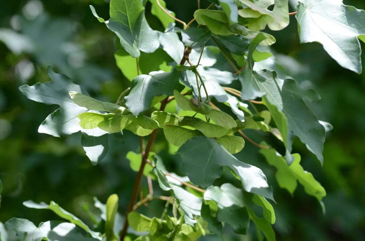 Hedge Maple (Acer Campestre) — the Acer campestre handles pruning well
