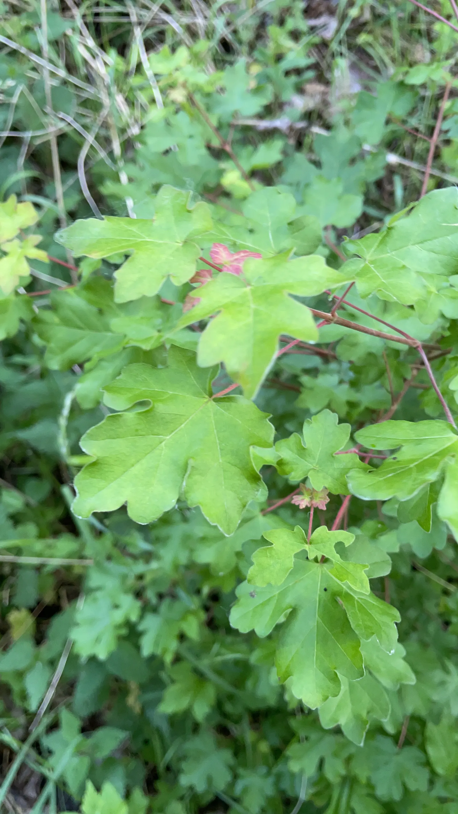 Hedge Maple (Acer Campestre) — tree with green and yellow blooms; as the common name suggests, image 71