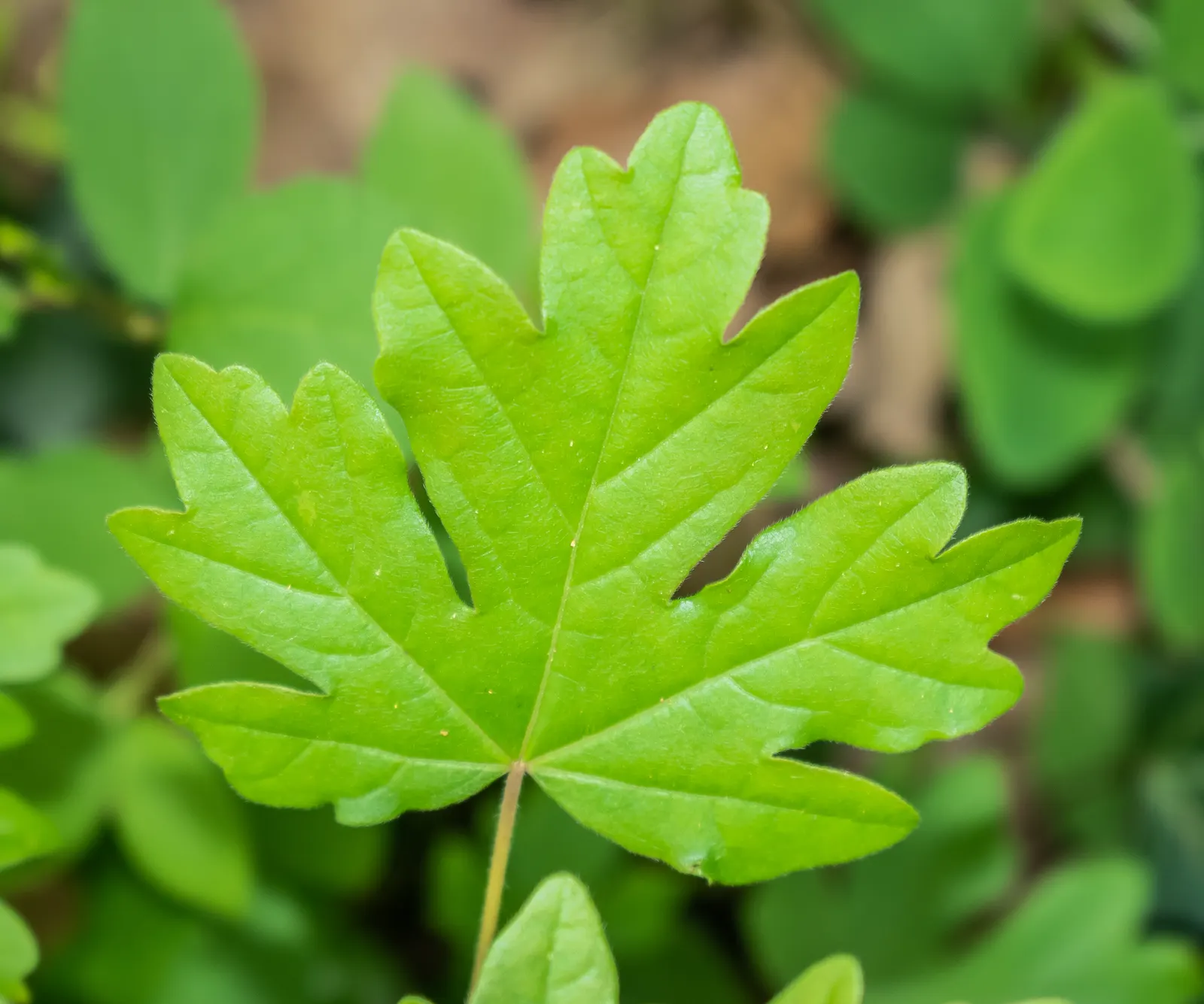 Hedge Maple (Acer Campestre) — making it an exceptional choice for both public and private gardens; tree for full, image 93