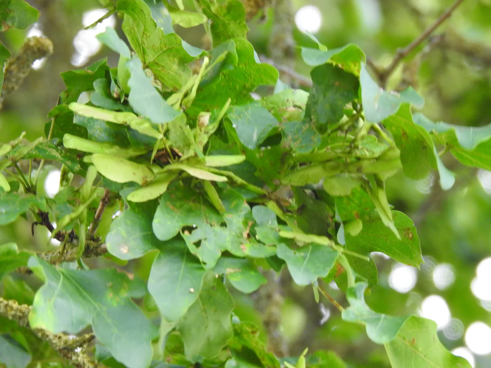 Hedge Maple (Acer Campestre) — making it an exceptional choice for both public and private gardens; tree for full