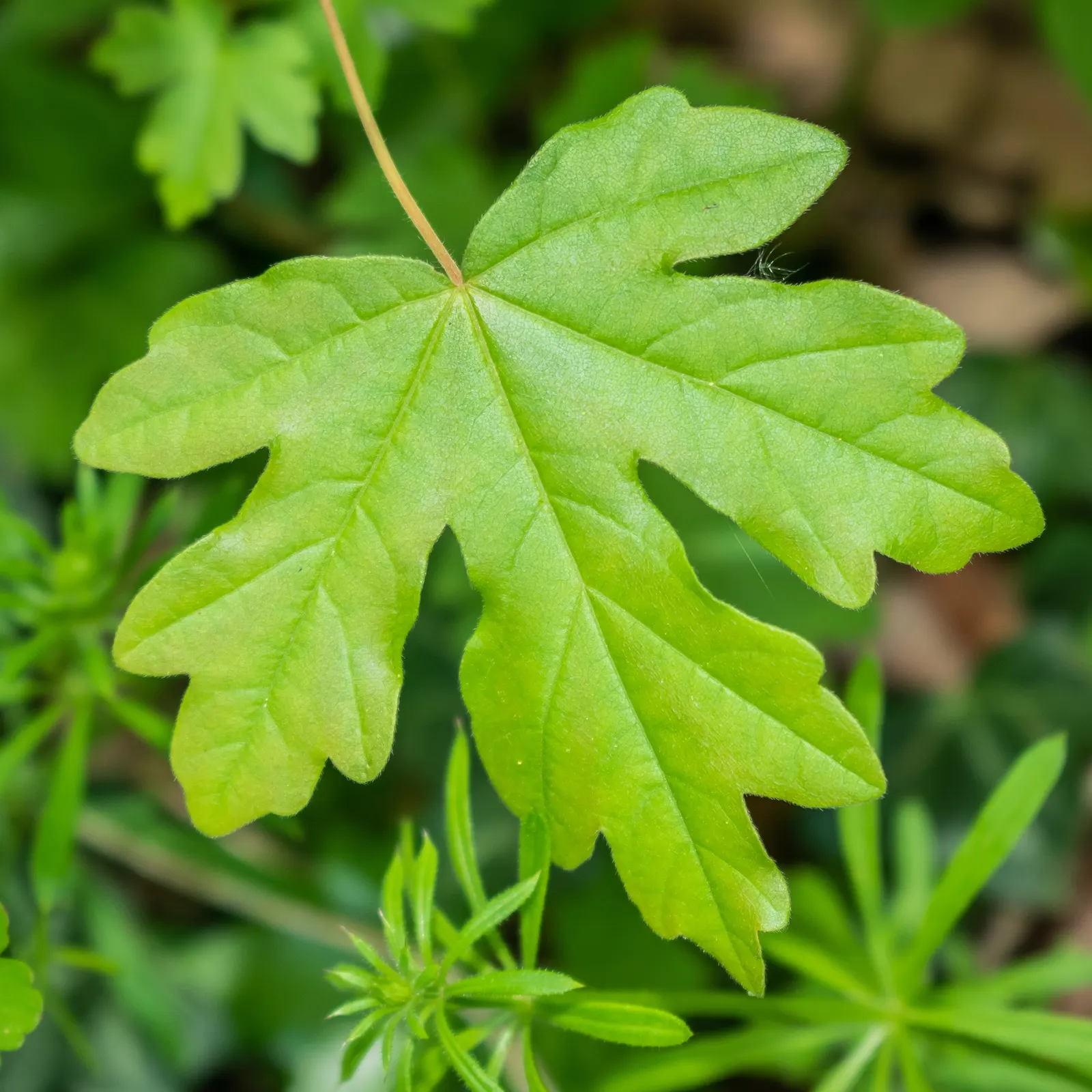 Hedge Maple (Acer Campestre) — this hardy species thrives in USDA Hardiness Zones 5 through 8; its relatively slow growth rate translates to less, image 106