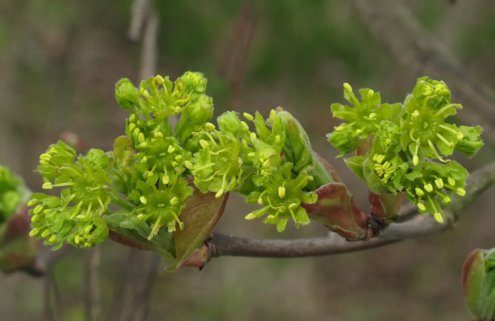 Hedge Maple (Acer Campestre) — green and yellow flowers in the garden