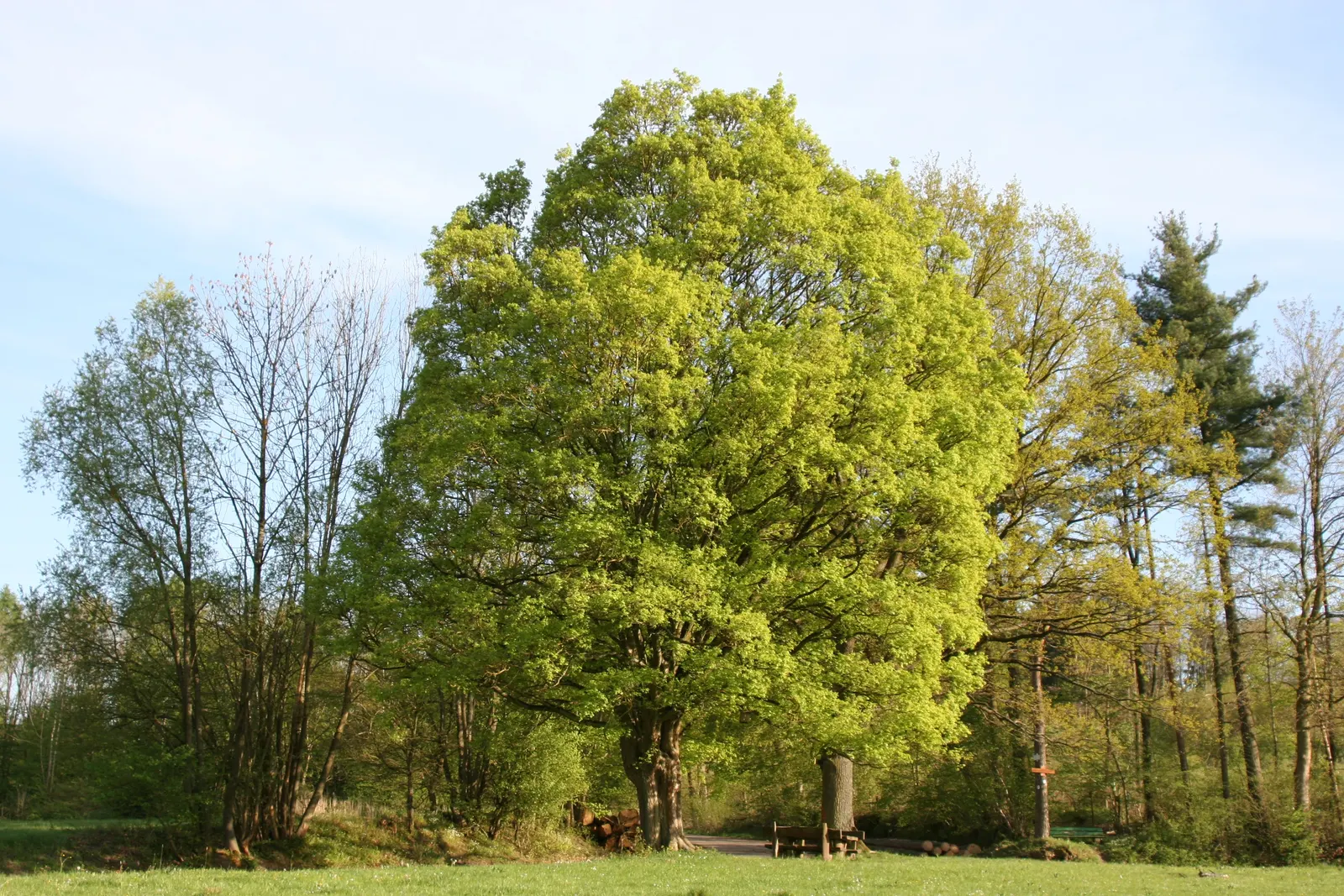 Hedge Maple (Acer Campestre) — Featuring dense, rounded canopy with small, three- to five-lobed green foliage turning yellow in fall; the Acer campestre