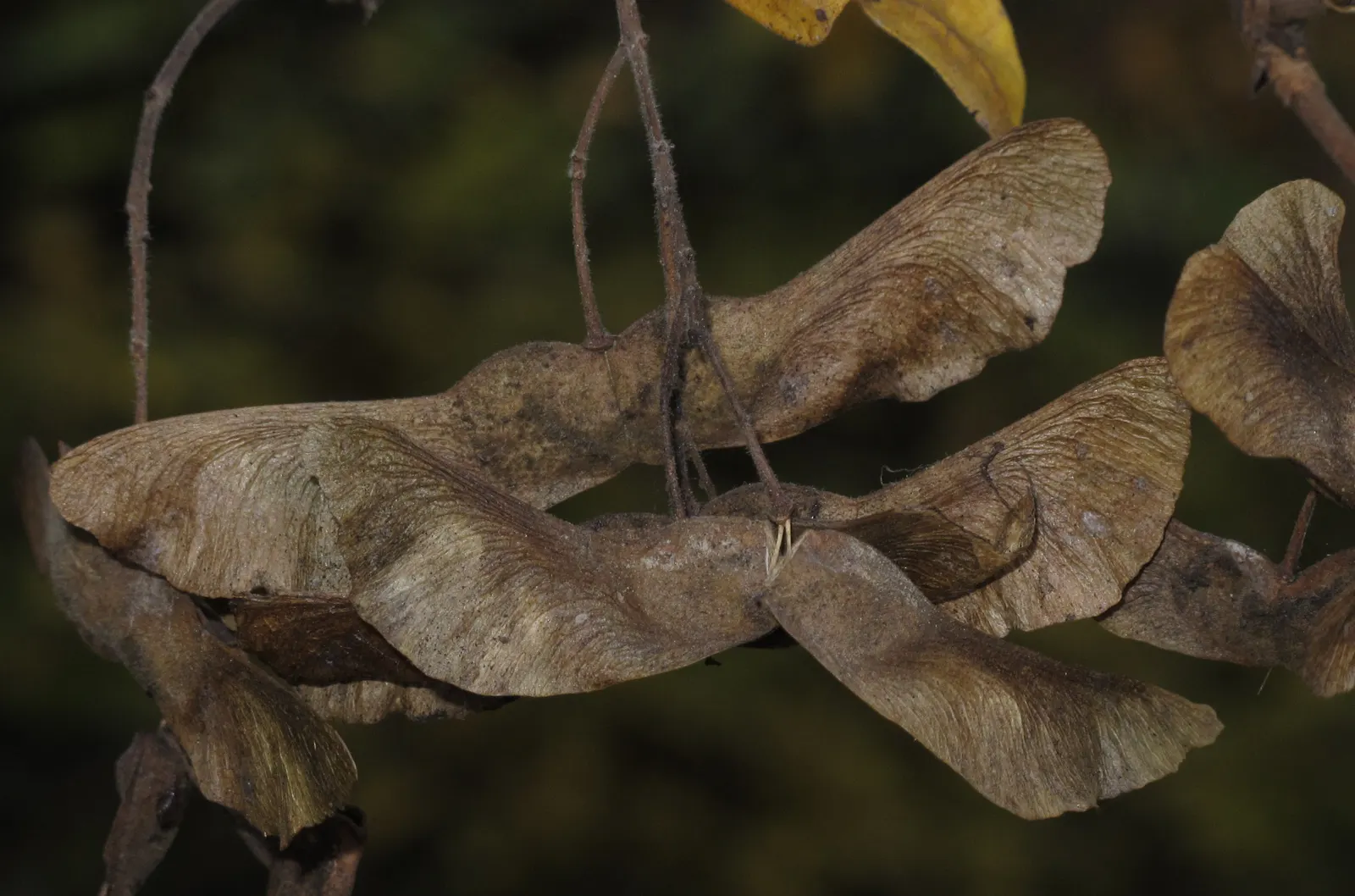 Hedge Maple (Acer Campestre) — is a versatile and resilient deciduous tree; green and yellow flowers in the garden, image 79