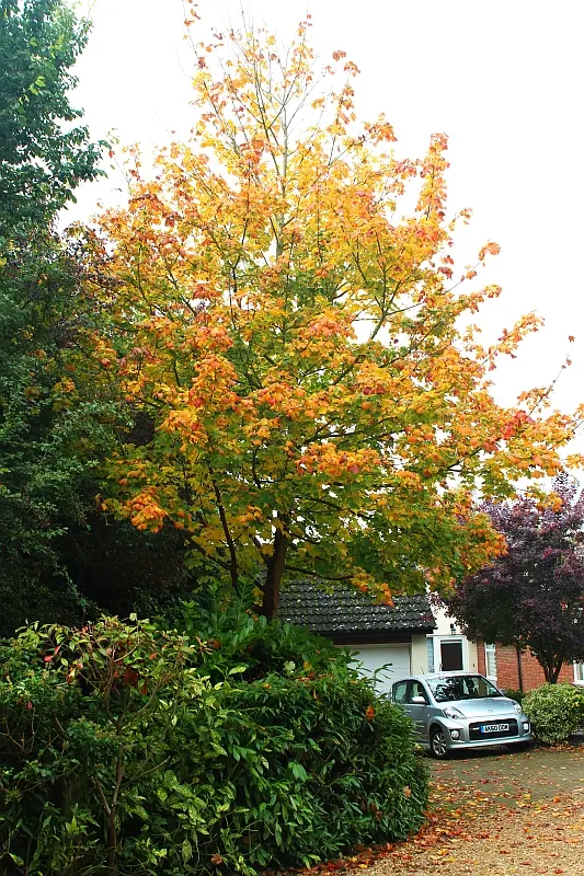 Hedge Maple (Acer Campestre) — Hedge Maple (Acer campestre) is a resilient deciduous tree; adaptable to various soils; full sun to partial shade, image 73