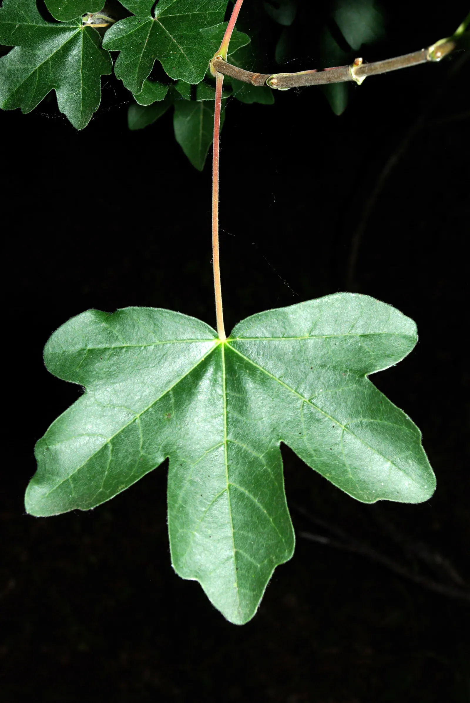 Hedge Maple (Acer Campestre) — transitioning to a charming yellow in the fall; rounded crown make it ideally suited for use as a screen or hedge, image 112