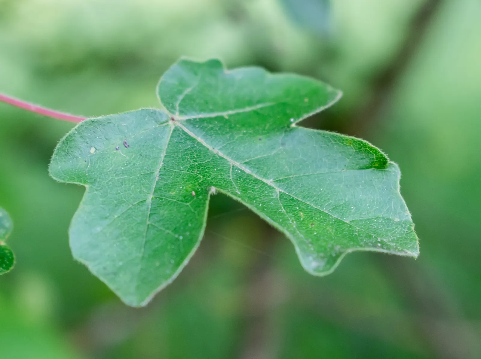 Hedge Maple (Acer Campestre) — this hardy species thrives in USDA Hardiness Zones 5 through 8; its relatively slow growth rate translates to less, image 82