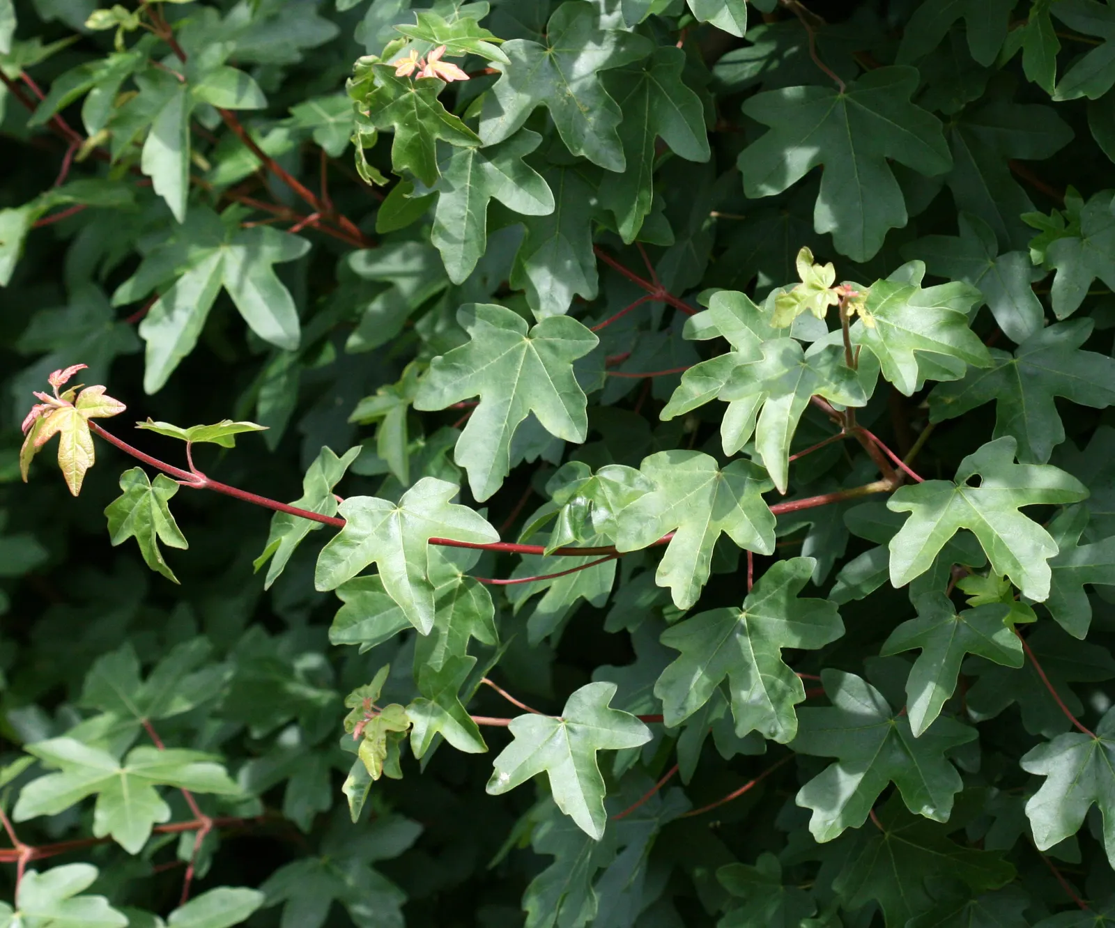 Hedge Maple (Acer Campestre) — rounded crown make it ideally suited for use as a screen or hedge; transitioning to a charming yellow in the fall, image 61