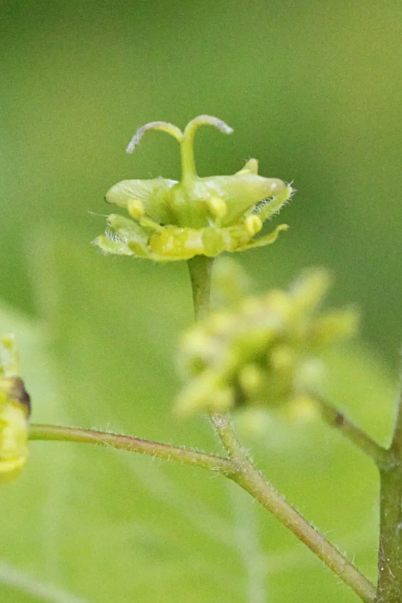 Hedge Maple (Acer Campestre) — as the common name suggests; tree with green and yellow blooms, image 62