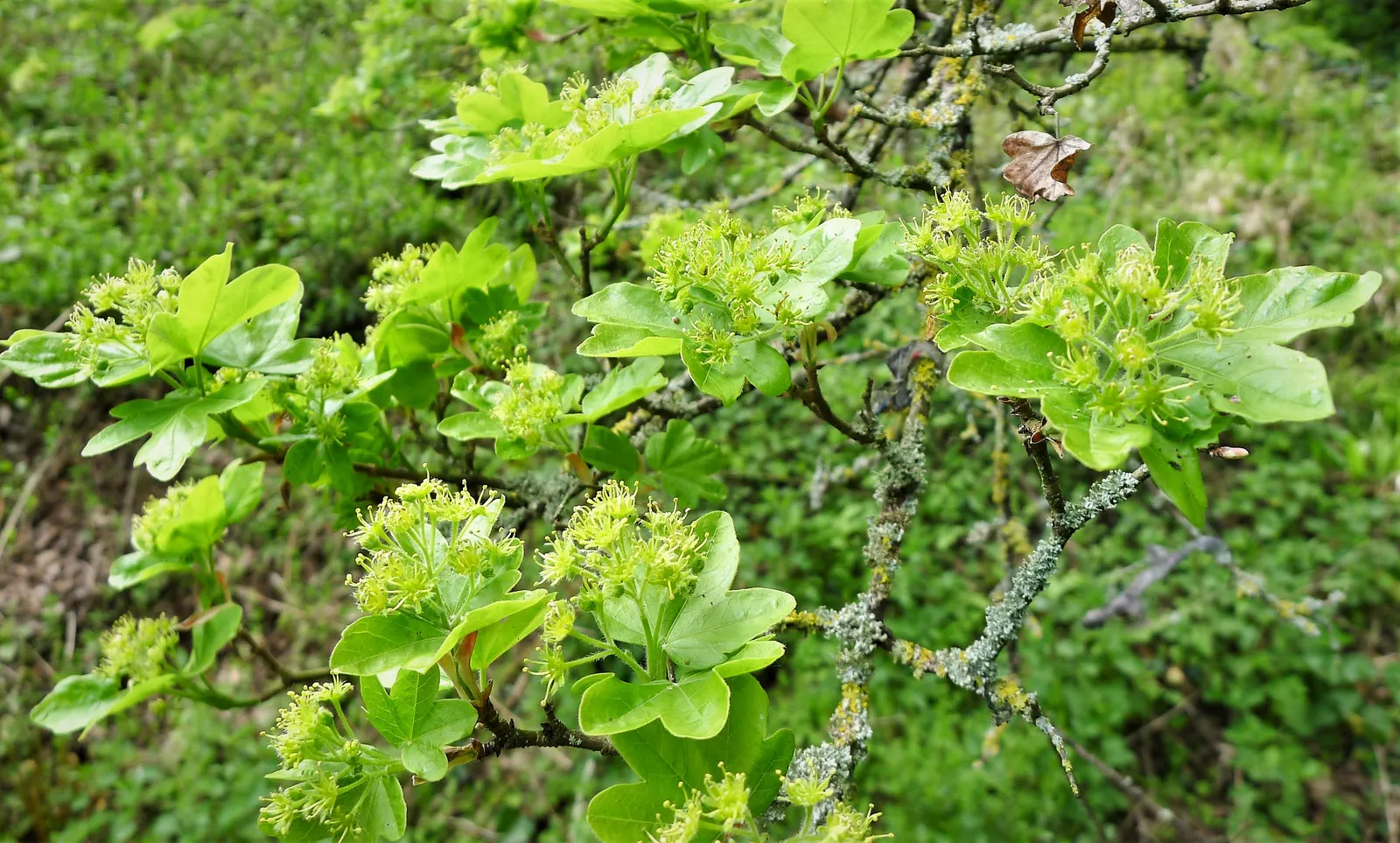 Hedge Maple (Acer Campestre) — adapting well to a wide range of soil conditions