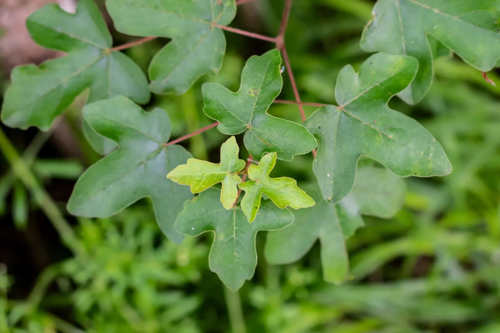 Hedge Maple (Acer Campestre) — Adaptable to various soils; full sun to partial shade; hedge Maple (Acer campestre) is a resilient deciduous tree, image 52