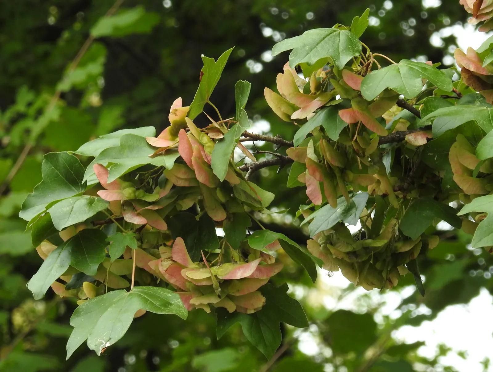 Hedge Maple (Acer Campestre) — perfect for urban areas due to its compact size and pollution tolerance; adapting well to a wide range of soil, image 50