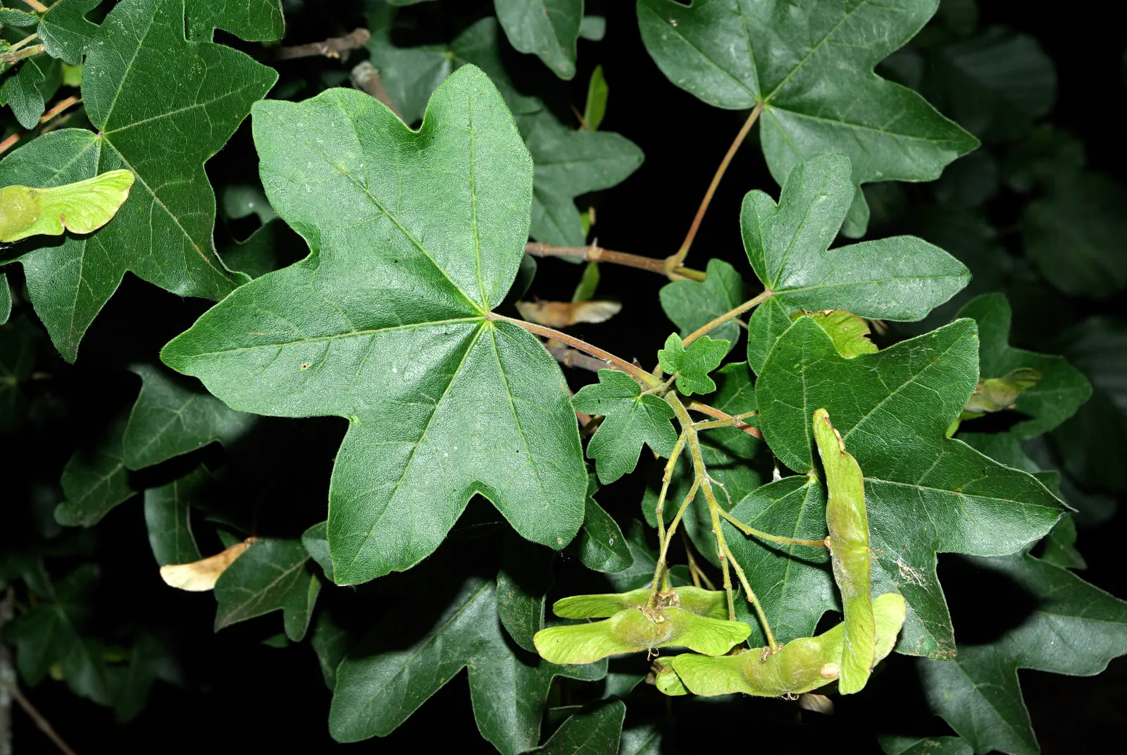 Hedge Maple (Acer Campestre) — this hardy species thrives in USDA Hardiness Zones 5 through 8; its relatively slow growth rate translates to less frequent
