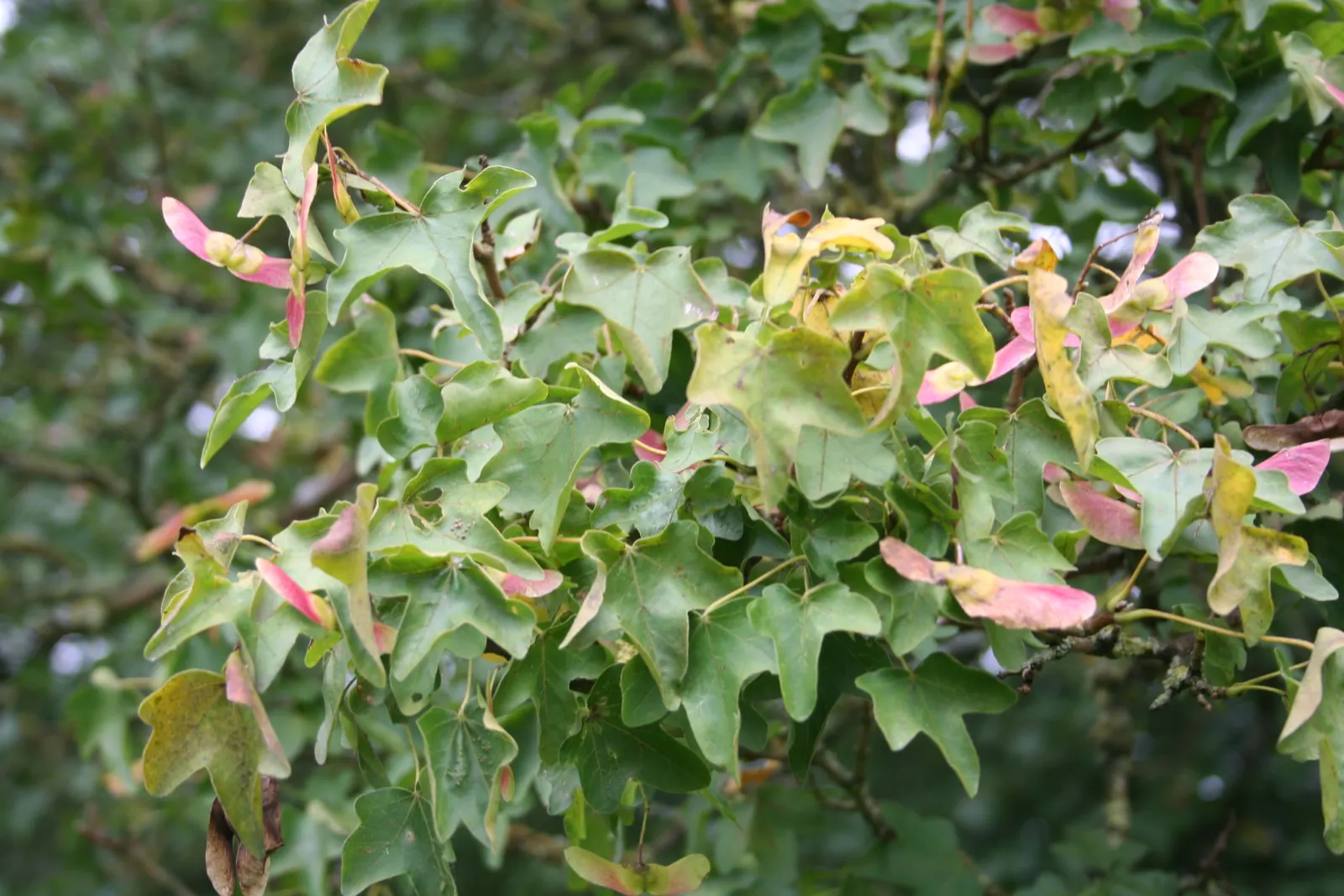 Hedge Maple (Acer Campestre) — Low maintenance and suitable for hedging or as a specimen tree