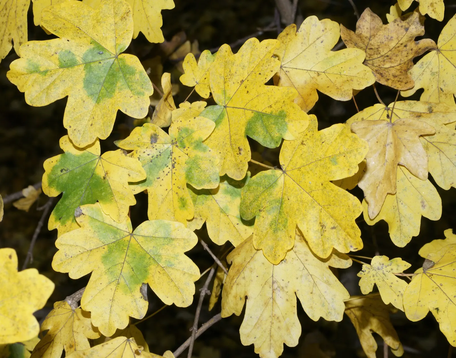 Hedge Maple (Acer Campestre) — Adaptable to various soils; full sun to partial shade; hedge Maple (Acer campestre) is a resilient deciduous tree