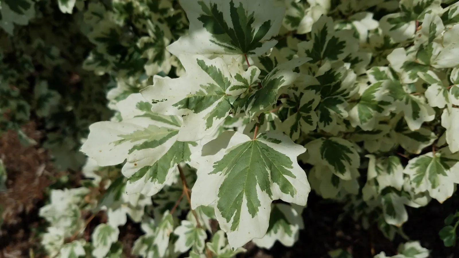Hedge Maple (Acer Campestre) — Adaptable to various soils; full sun to partial shade