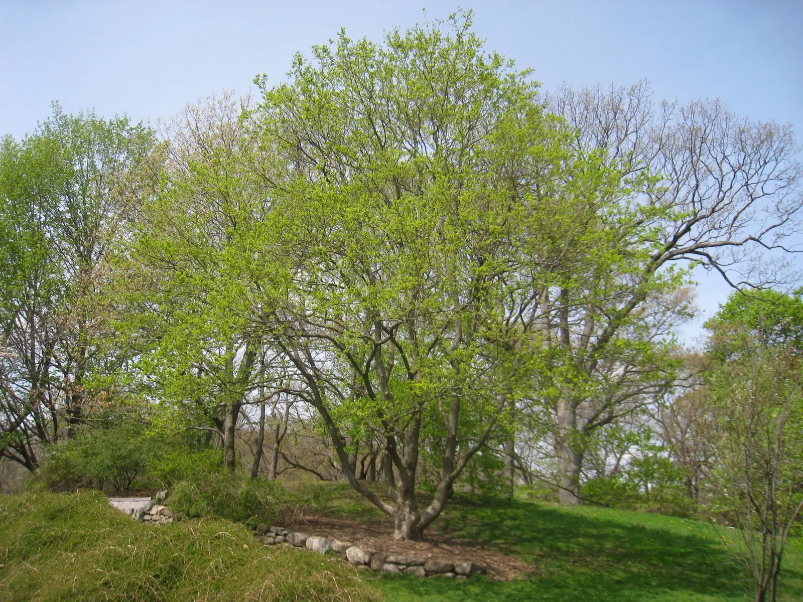 Hedge Maple (Acer Campestre) — Native to Europe and western Asia; the Hedge Maple's compact stature and dense, image 105