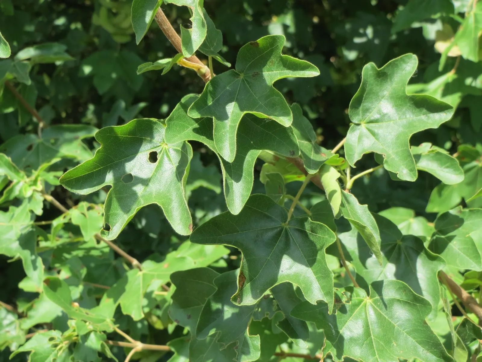 Hedge Maple (Acer Campestre) — a sterling choice for any landscape design that strives for longevity and ease of care; low maintenance and suitable for hedging