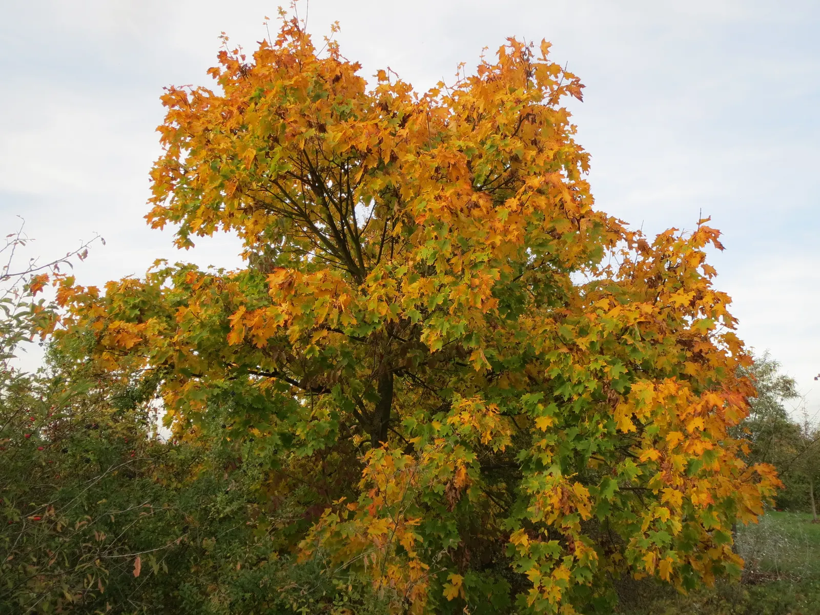 Hedge Maple (Acer Campestre) — perfect for urban areas due to its compact size and pollution tolerance; adapting well to a wide range of soil, image 98