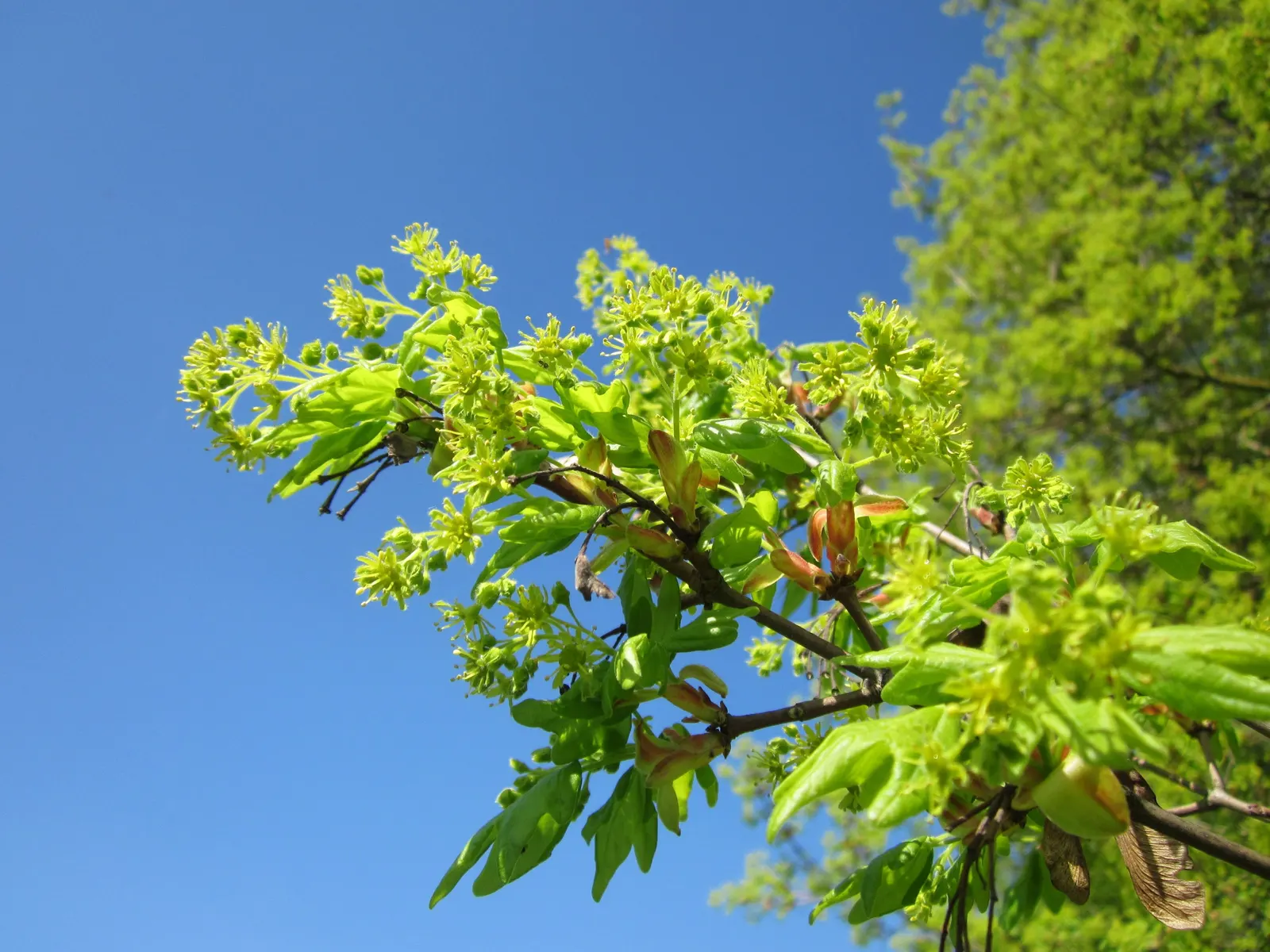 Hedge Maple (Acer Campestre) — making it an exceptional choice for both public and private gardens