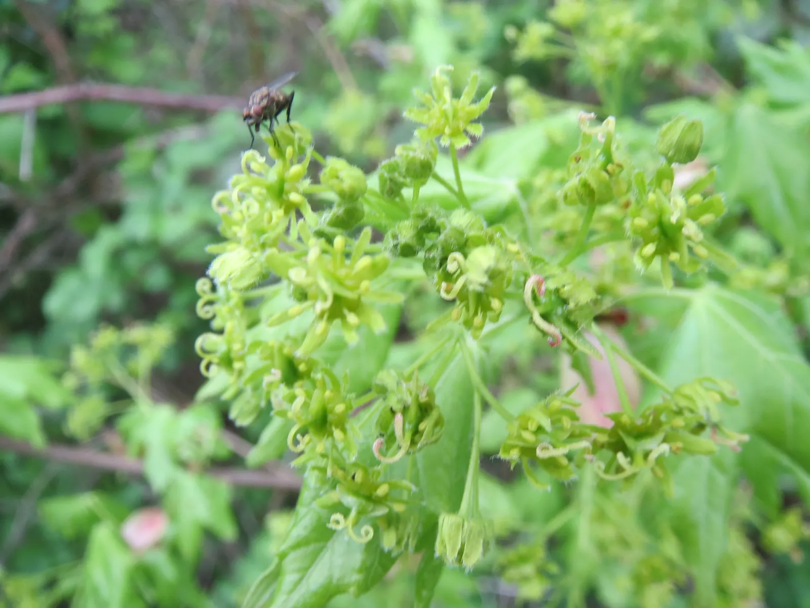 Hedge Maple (Acer Campestre) — transitioning to a charming yellow in the fall; rounded crown make it ideally suited for use as a screen or hedge, image 64