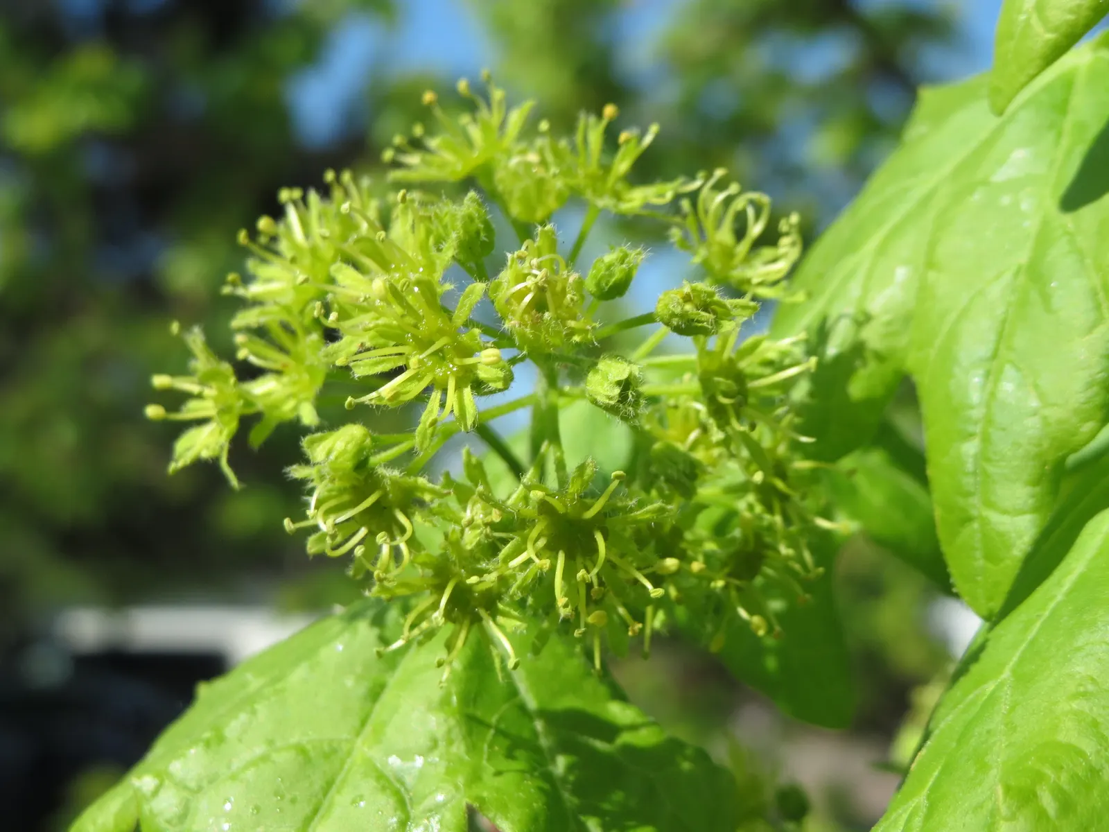 Hedge Maple (Acer Campestre) — tree for full; making it an exceptional choice for both public and private gardens