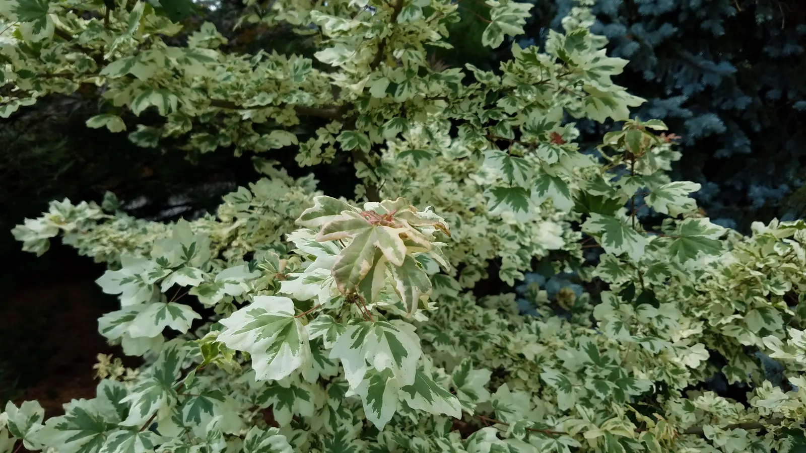 Hedge Maple (Acer Campestre) — making it an exceptional choice for both public and private gardens; tree for full, image 69
