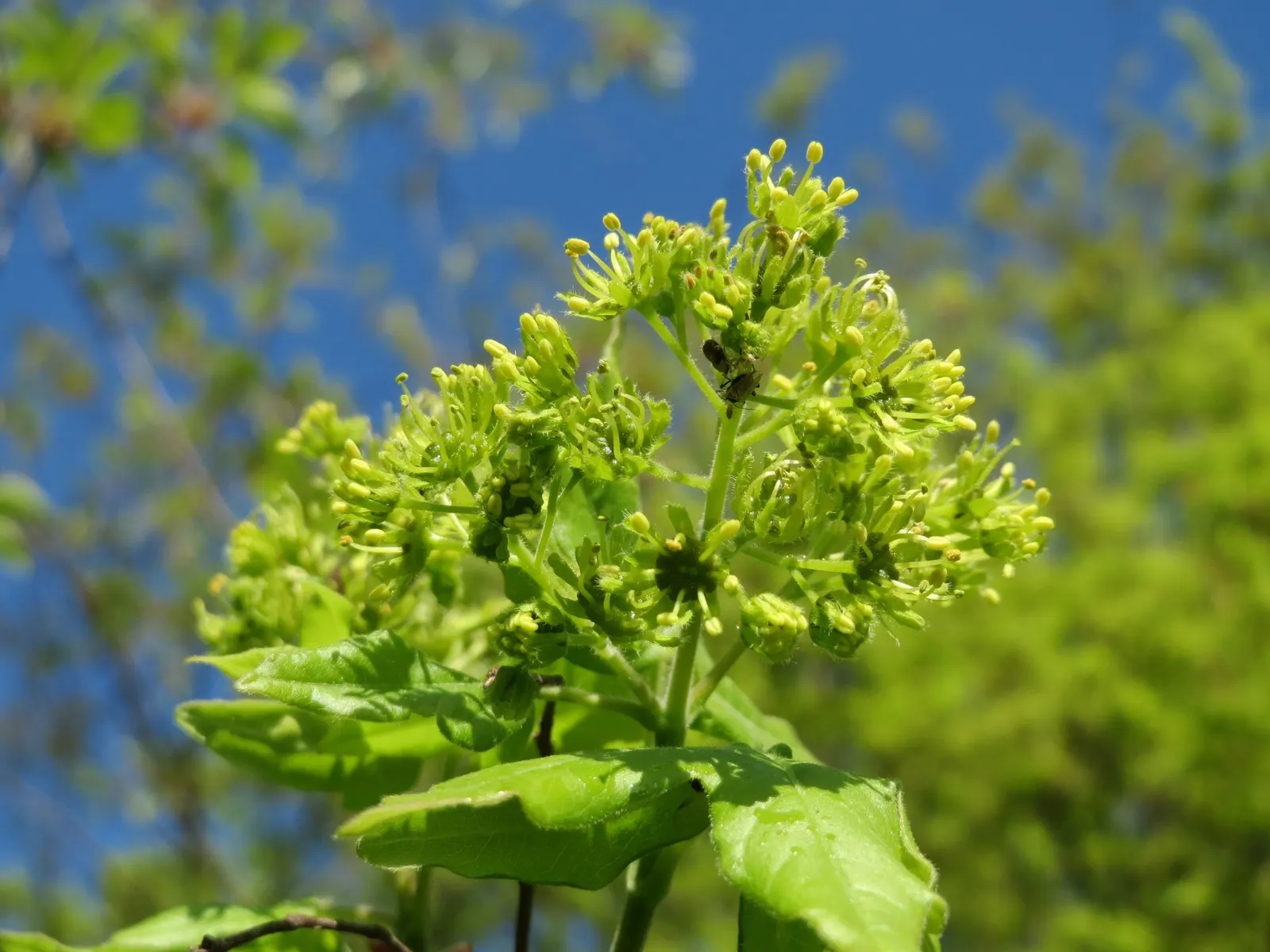 Hedge Maple (Acer Campestre) — a sterling choice for any landscape design that strives for longevity and ease of care